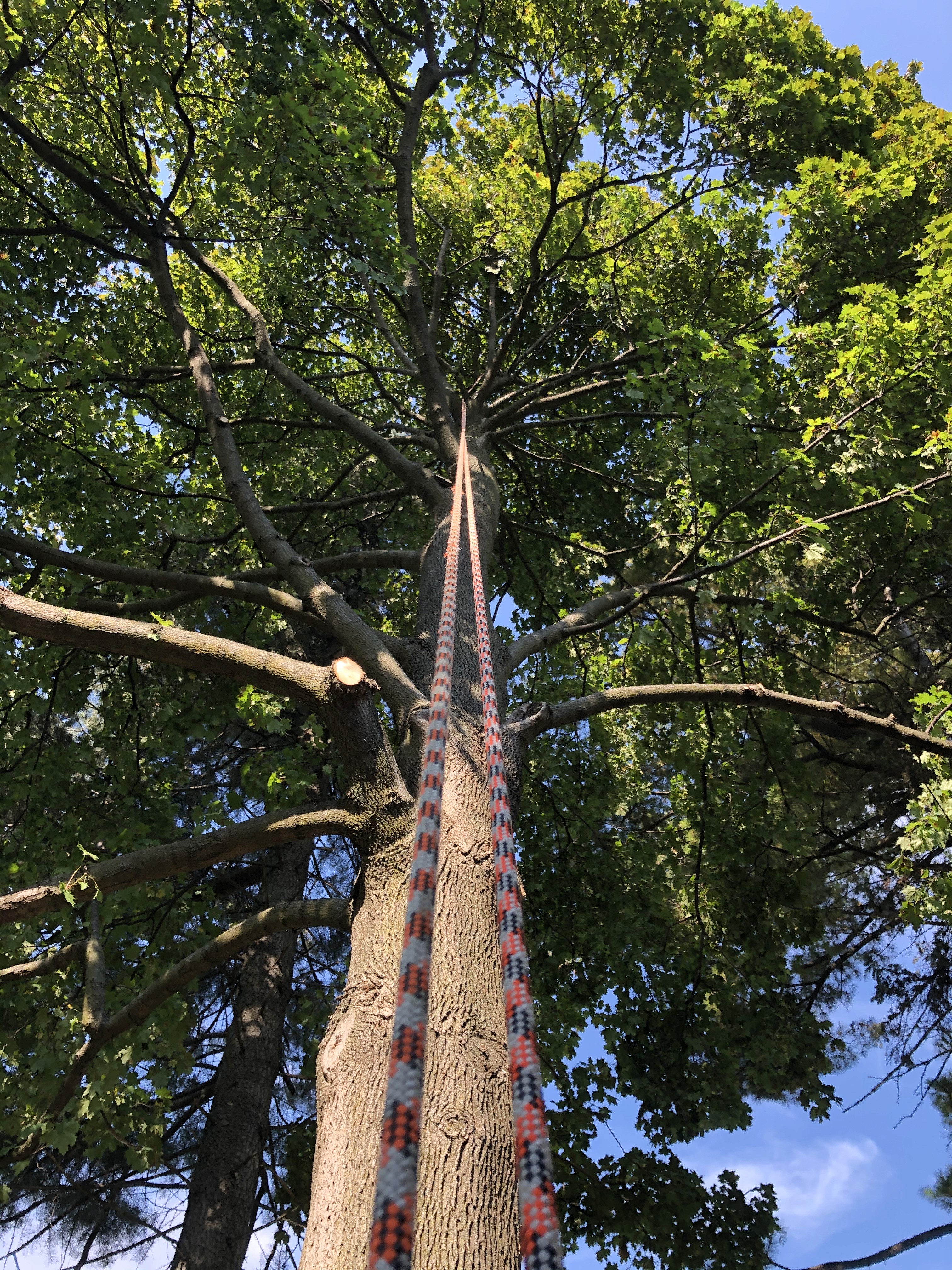 Tall backyard tree in Southeast Wisconsin