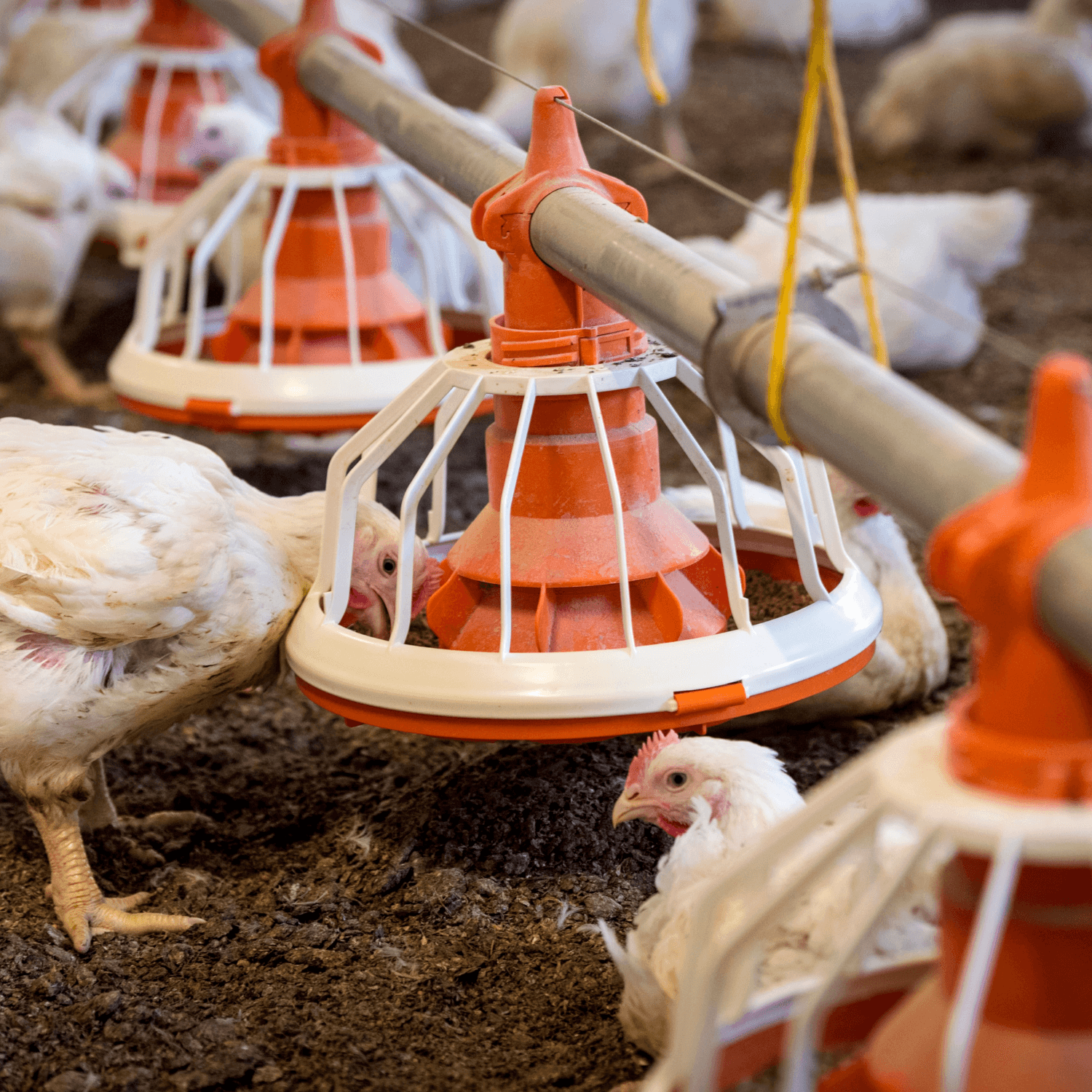 Poultry