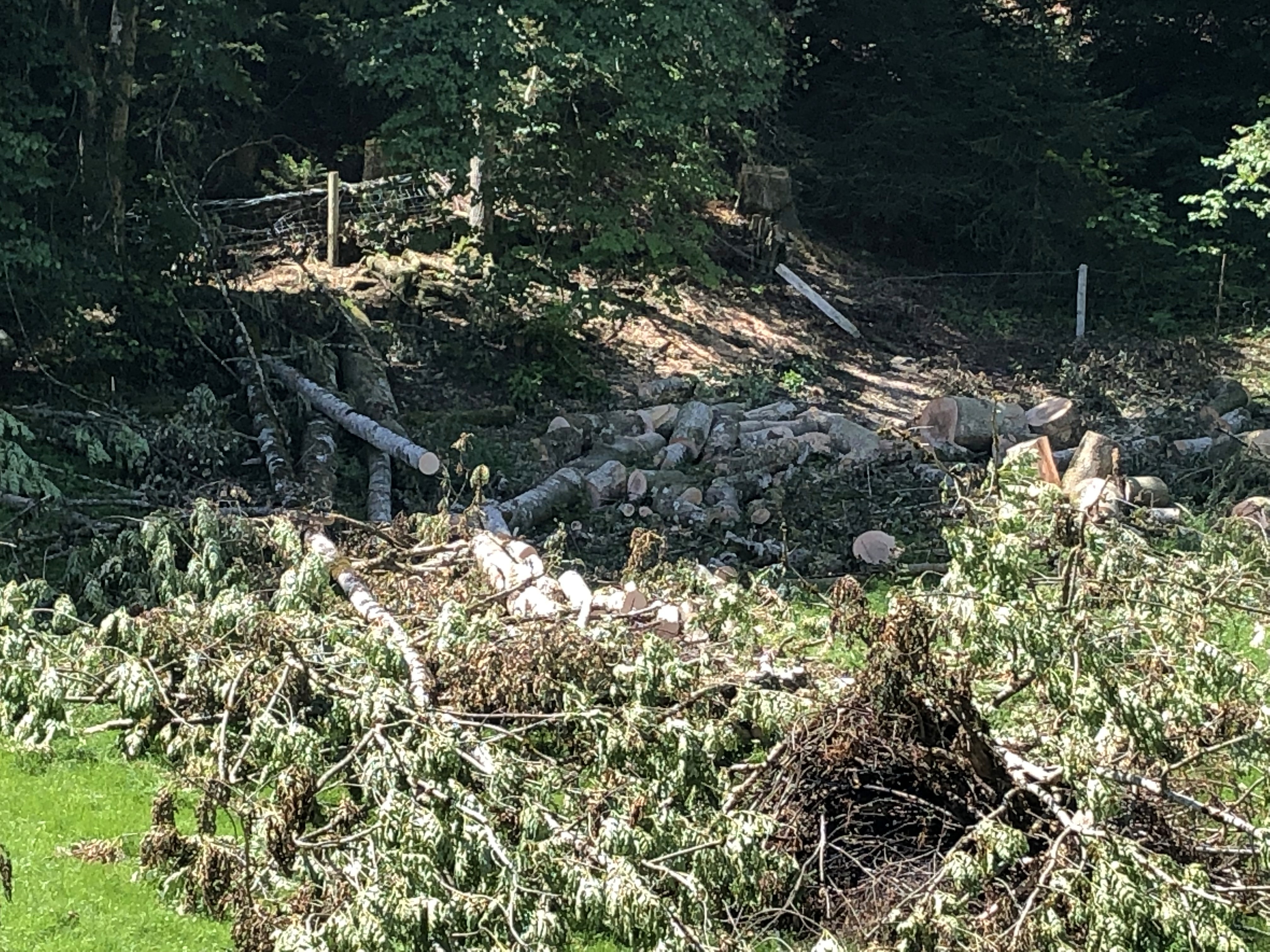 Hauptbild: Holzschlag, Holzlieferung, Transporte