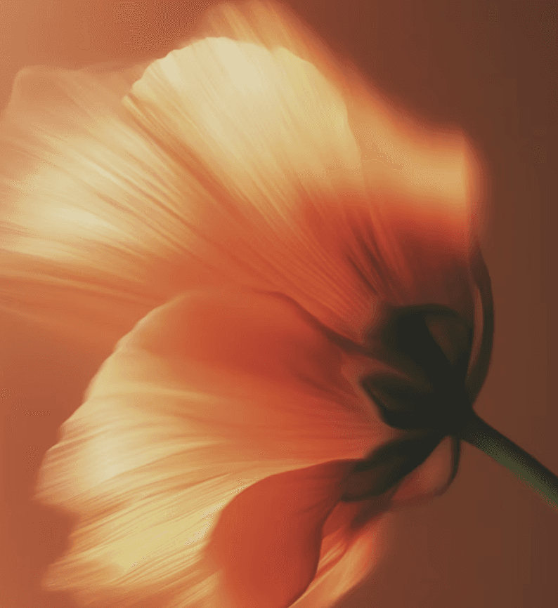 A soft-focus, artistic black-and-white photograph capturing the delicate, translucent petals of a flower, creating an abstract and motion-blurred texture.