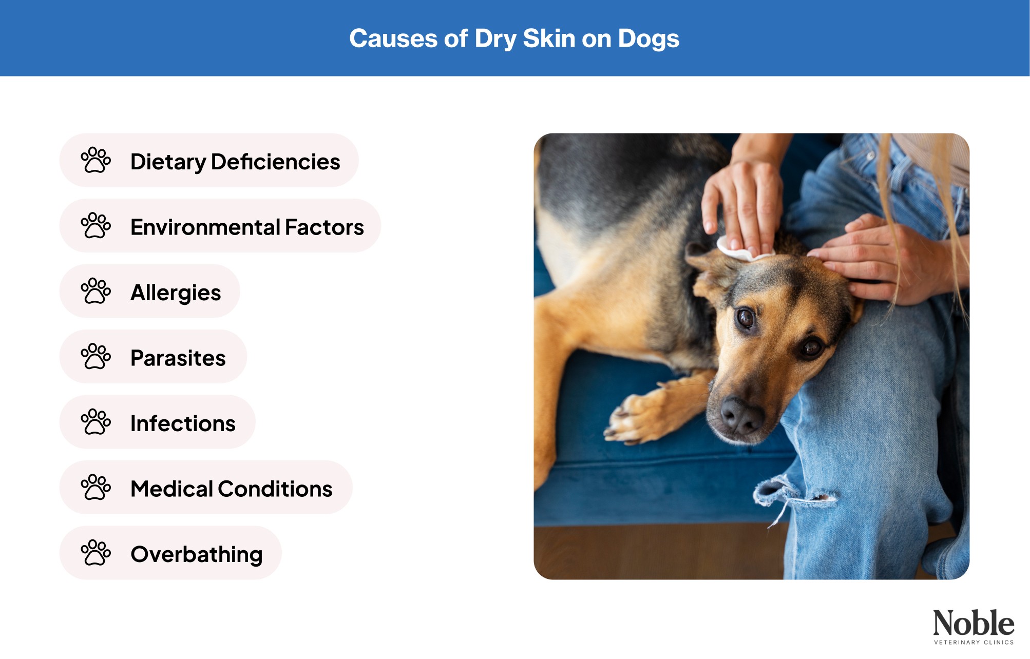 An infographic showing the causes of dry skin on dogs.