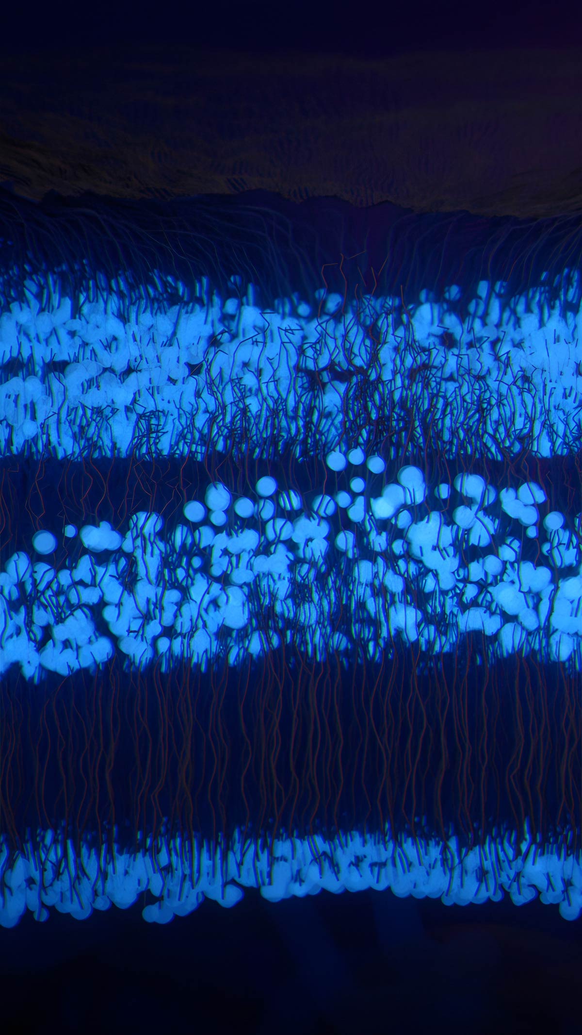 3D render of the foveal cones in the retina