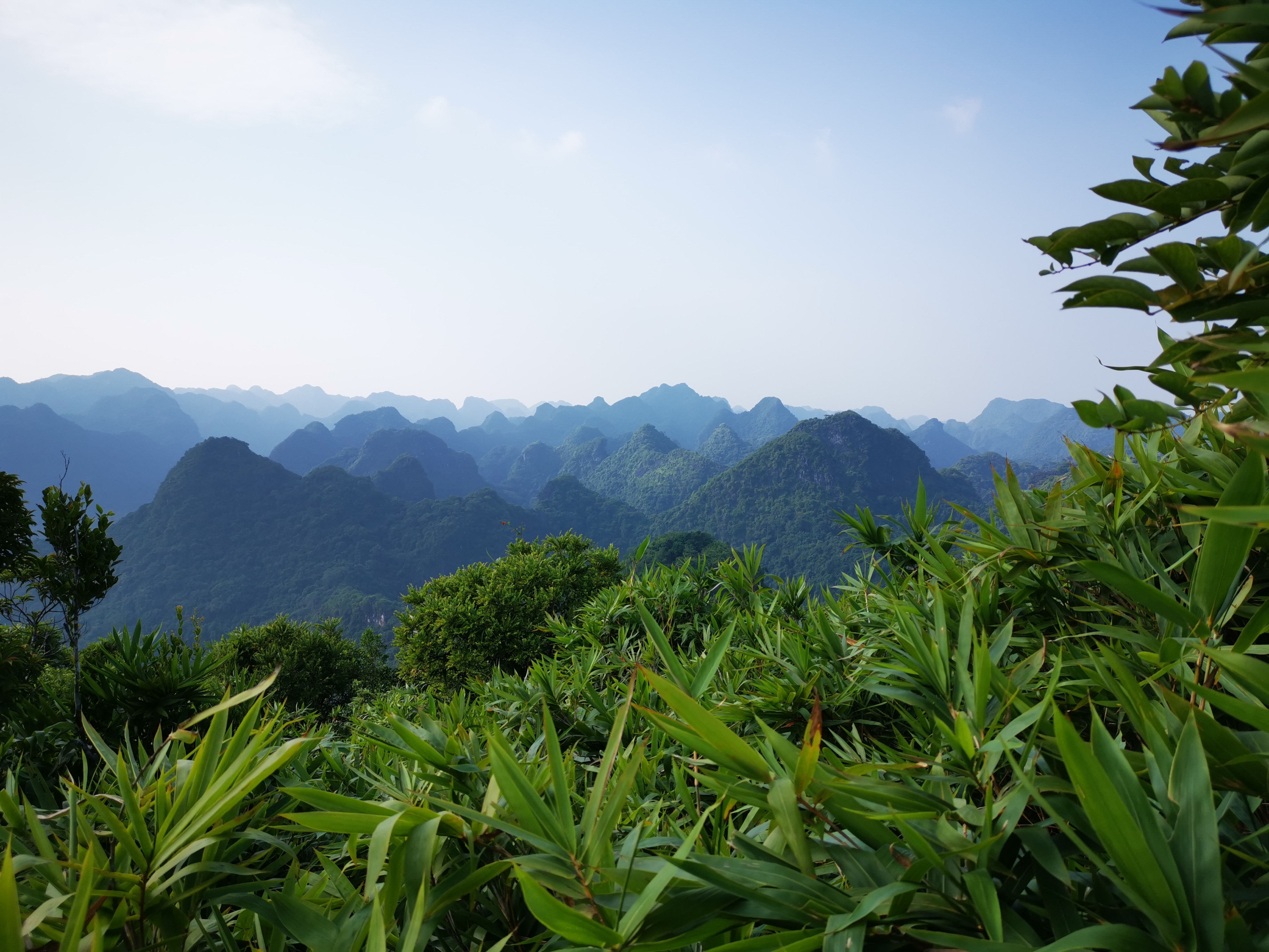 A wide angle view from treetops, looking out over lush hill tops