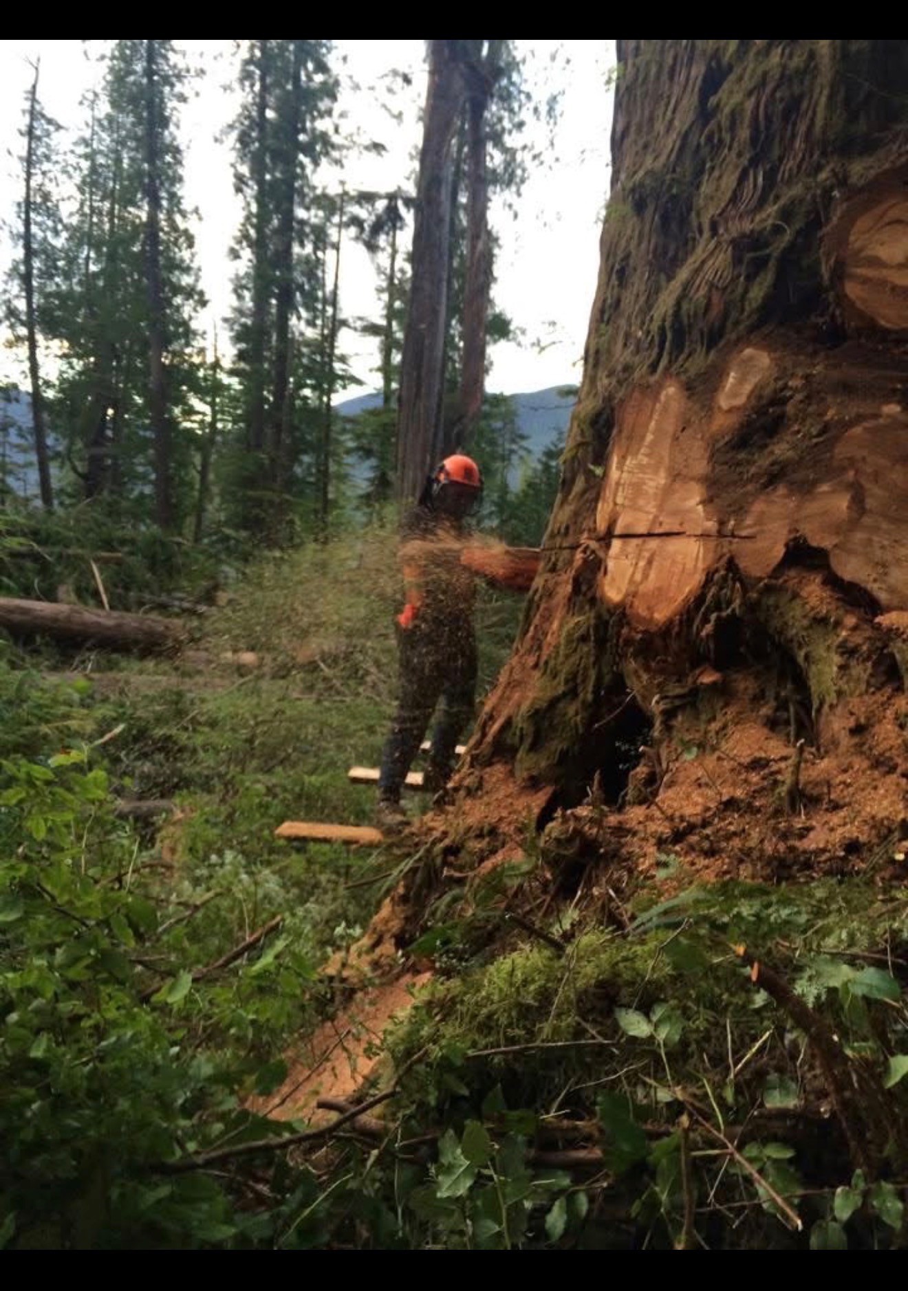 Man falling big tree