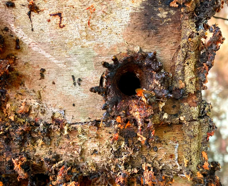 Abelhas entrando em uma melgueira.