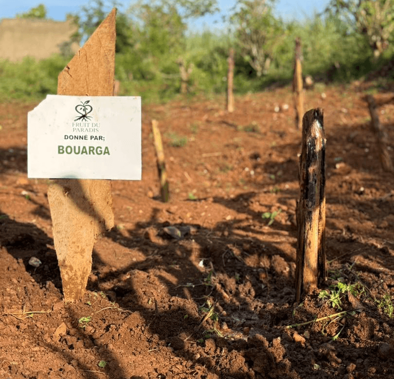 Preuve plantation