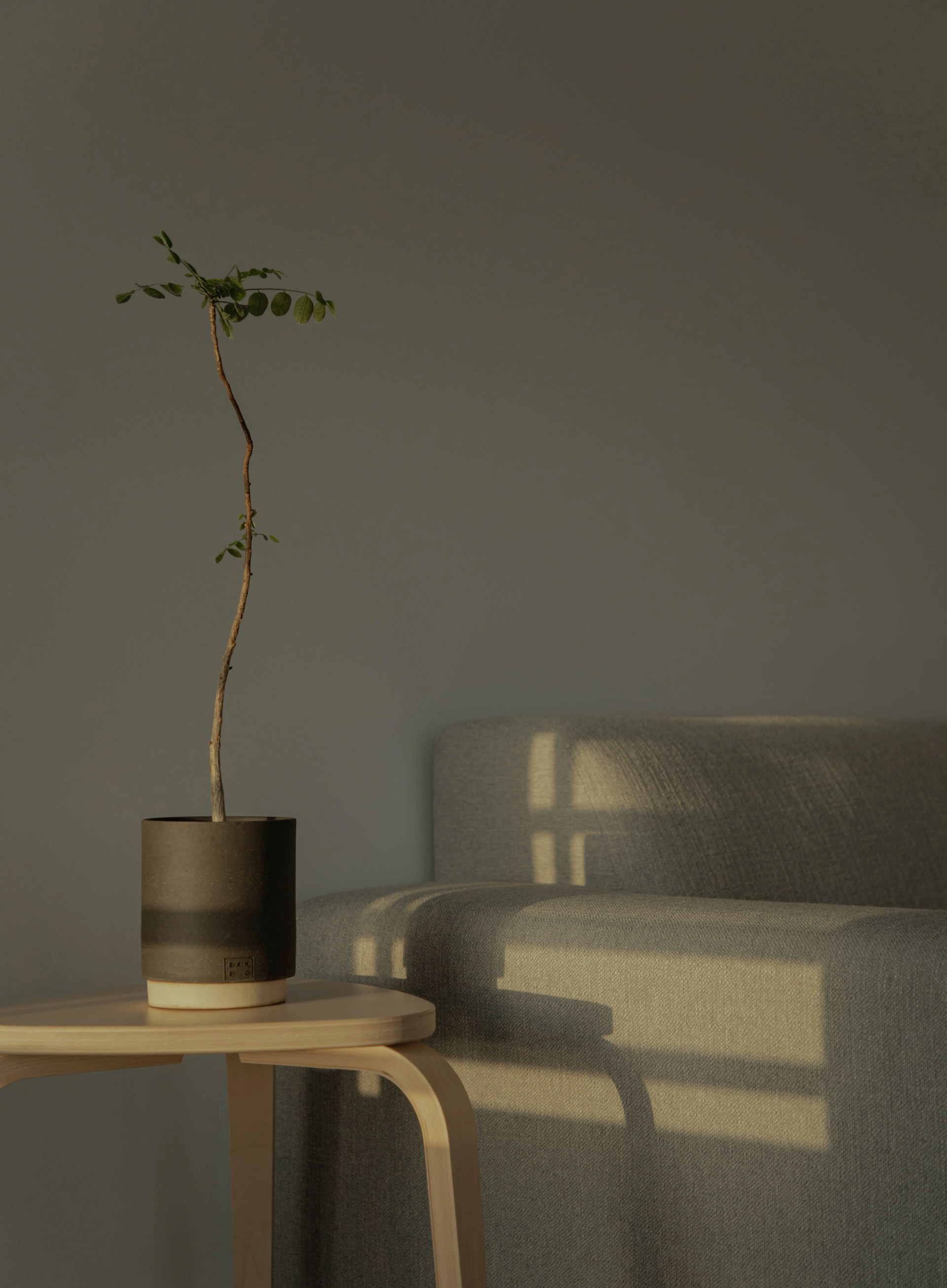 a plant with a sofa