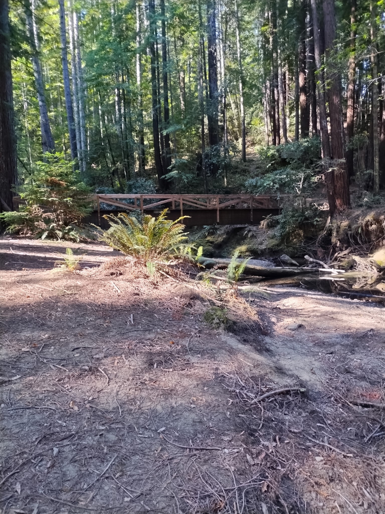 A woman laughing and connecting in nature during a mindfulness retreat, soft golden hour light, natural landscape, relaxed clothing