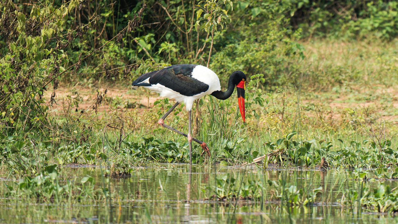 Wetland Specialist