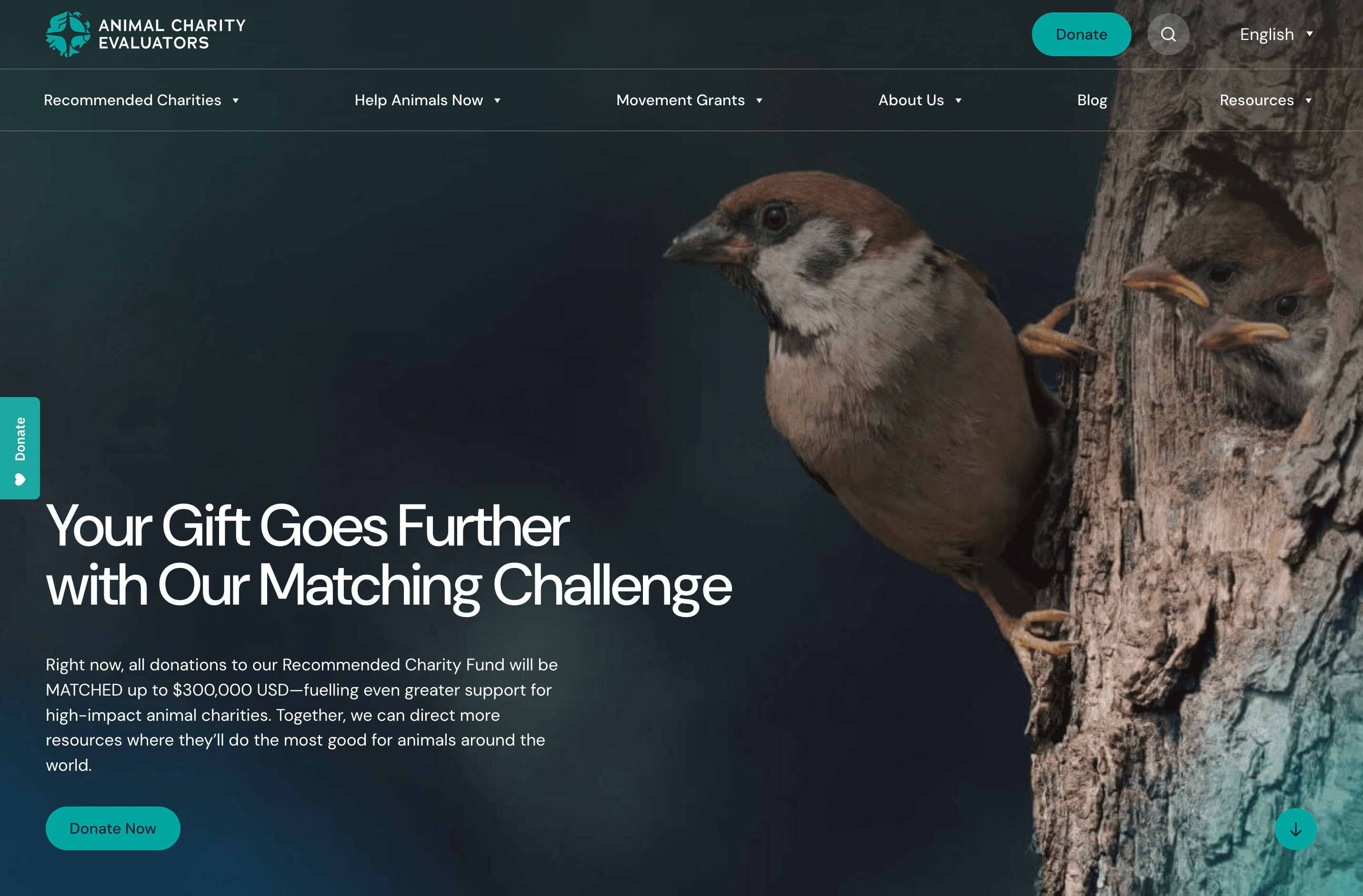 photo of clients website design animal charity evaluators