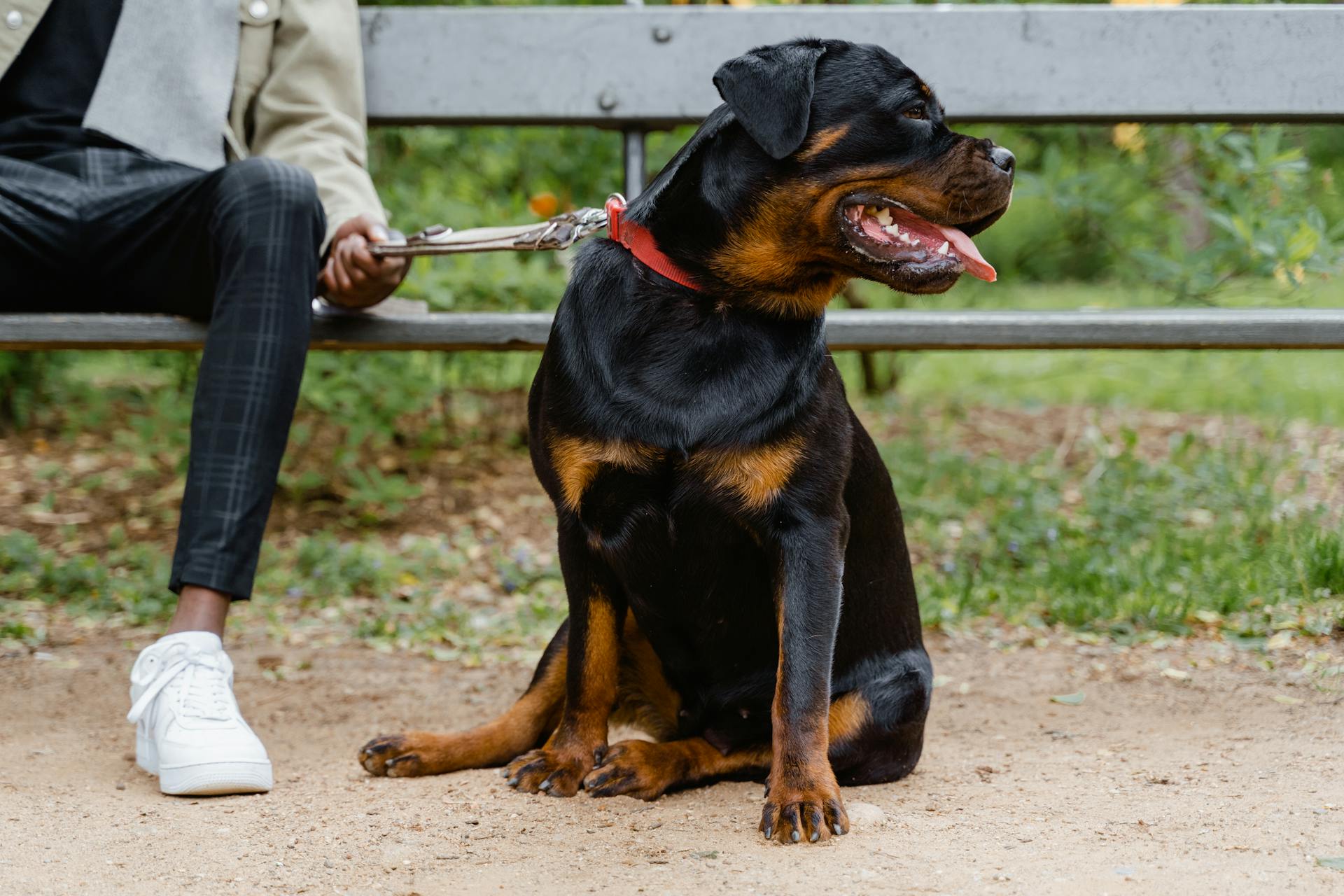 Rottweiler habits