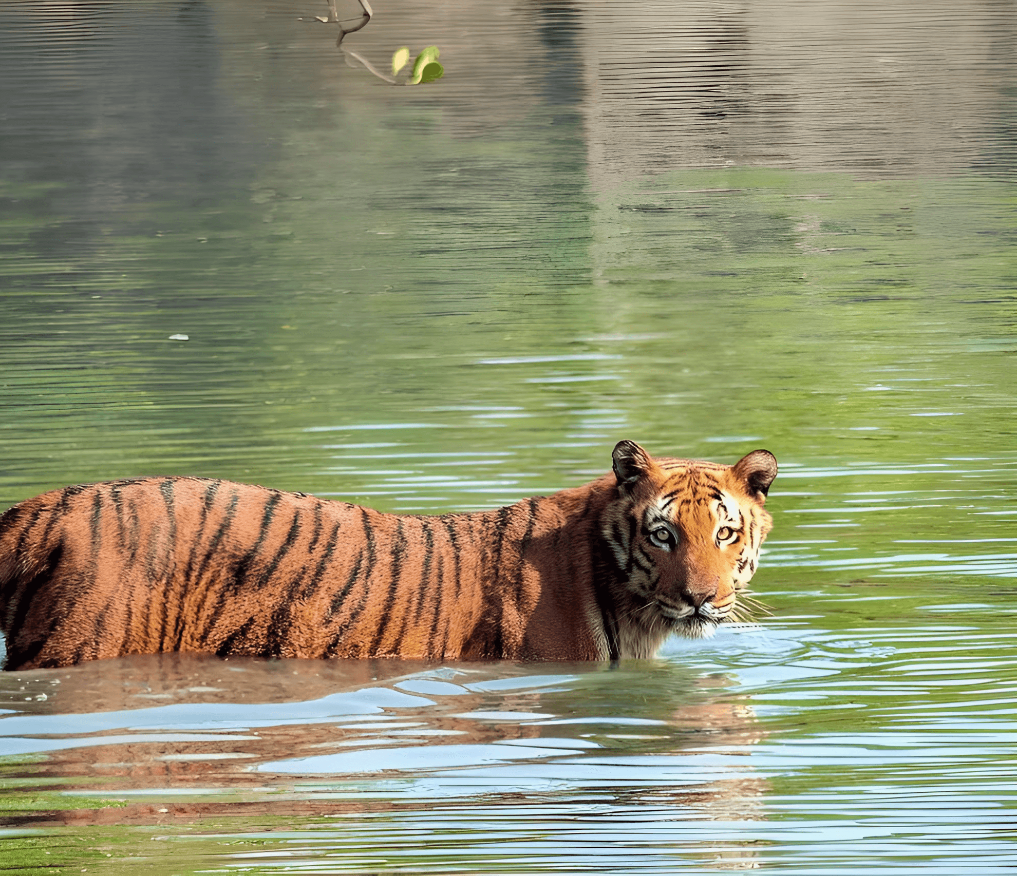 Tiger crossing the river in sundarbans tour for a wildlife photography tour