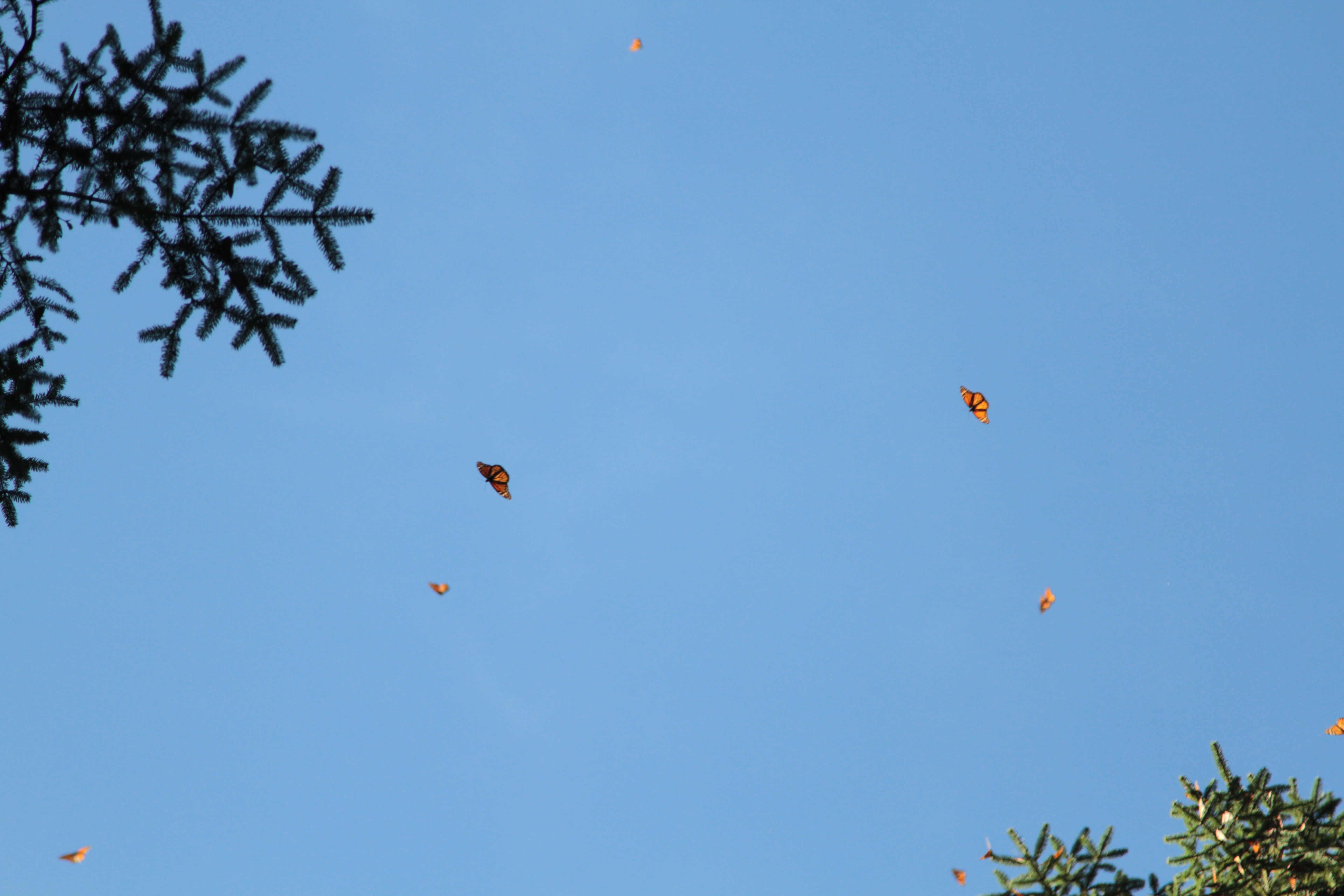 Santuario Mariposas