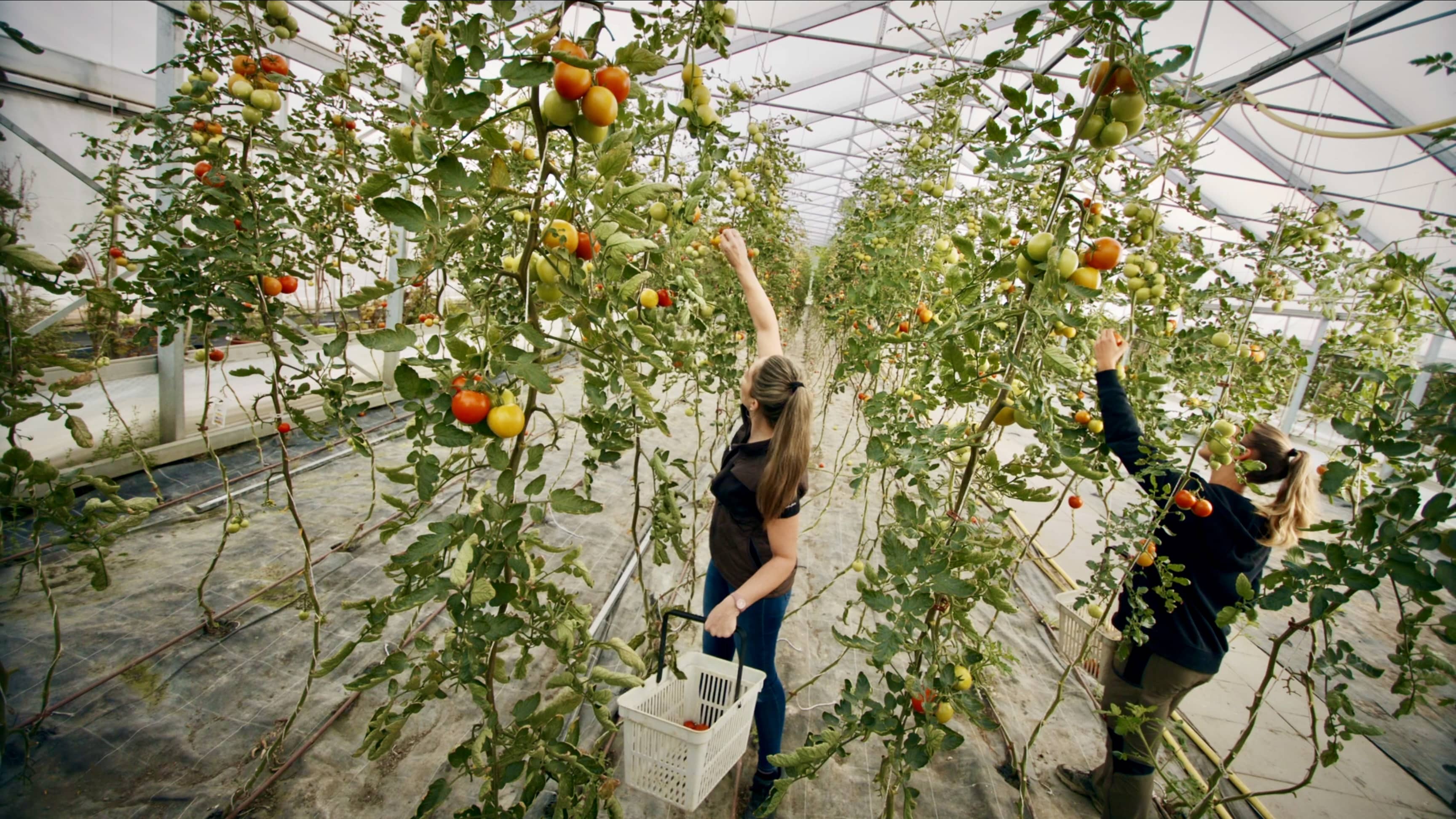 Frau beim Tomatenpflücken
