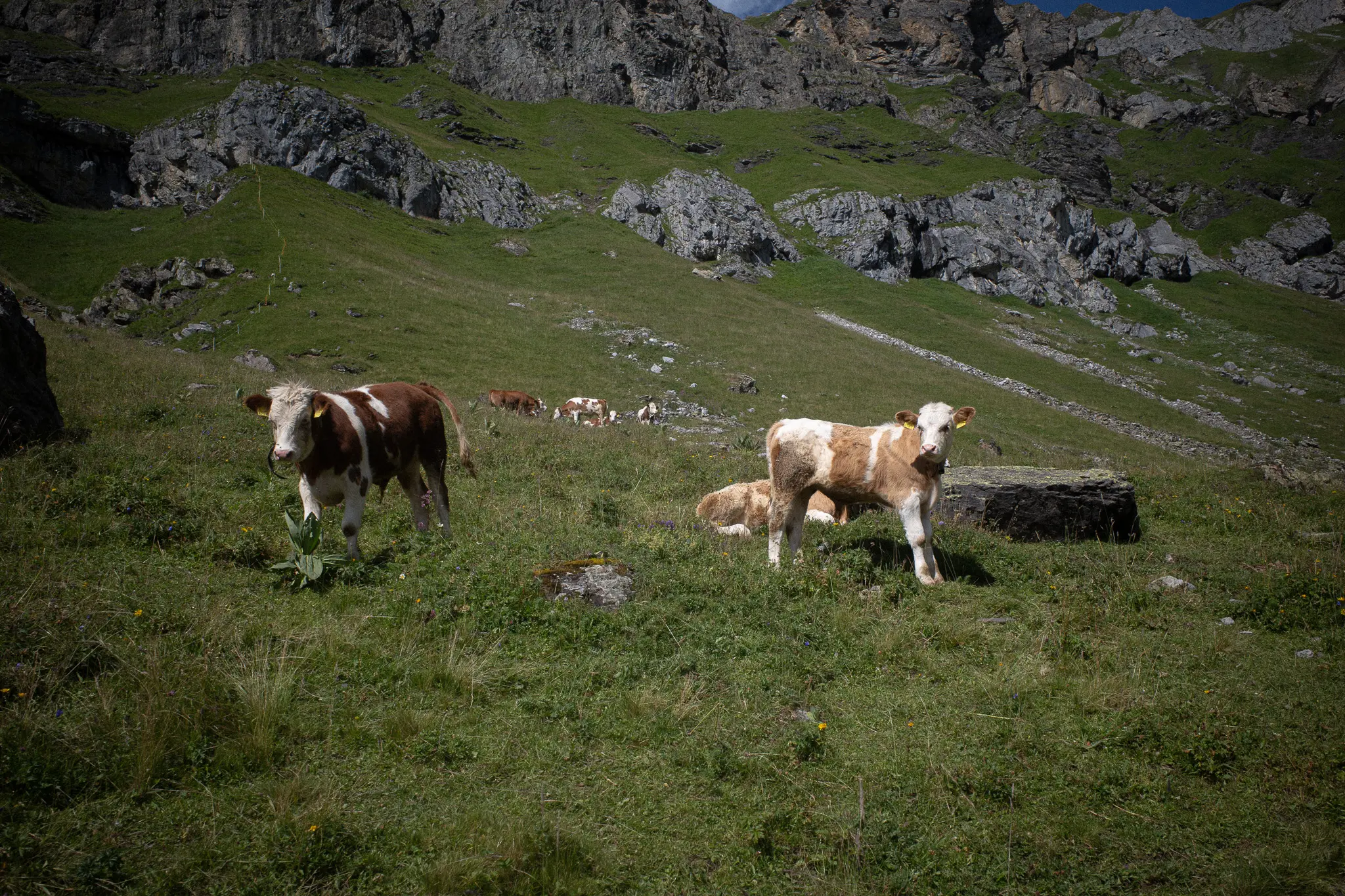 A wide-angle, cinematic photograph of cattle grazing on a steep, verdant mountain slope in the Swiss Alps, set against a backdrop of rugged, sun-drenched rock faces. This image represents the studio's commitment to authentic visual storytelling and finding creative inspiration in the raw, natural beauty of the local landscape.