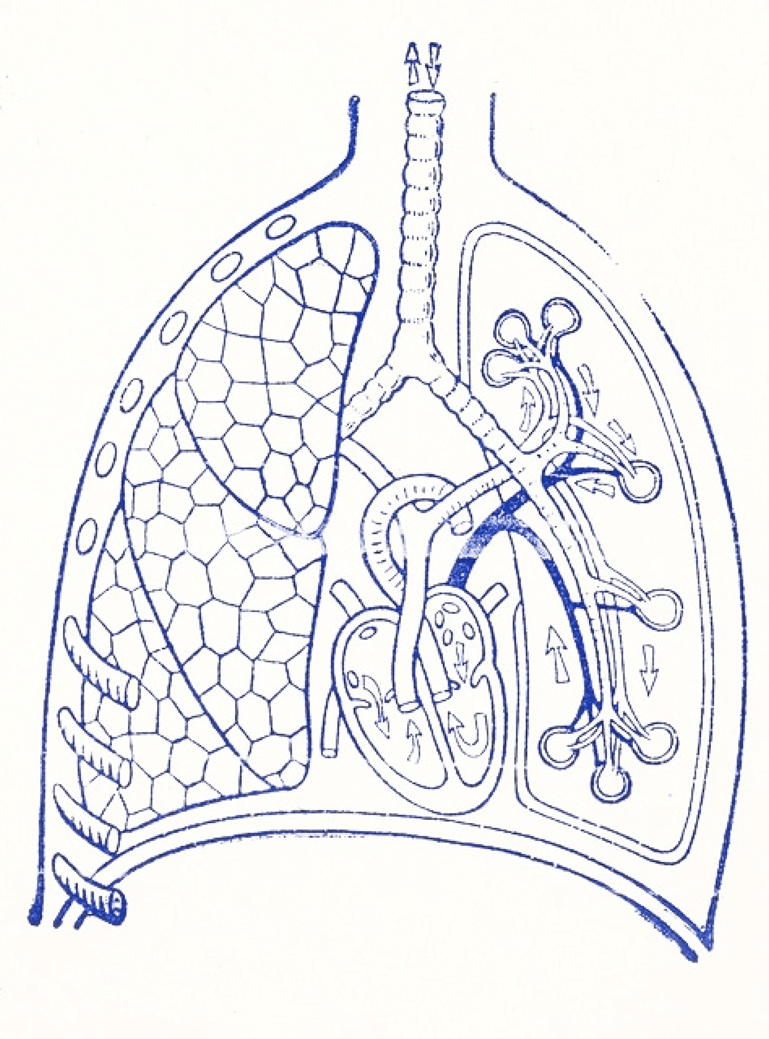lung diagram
