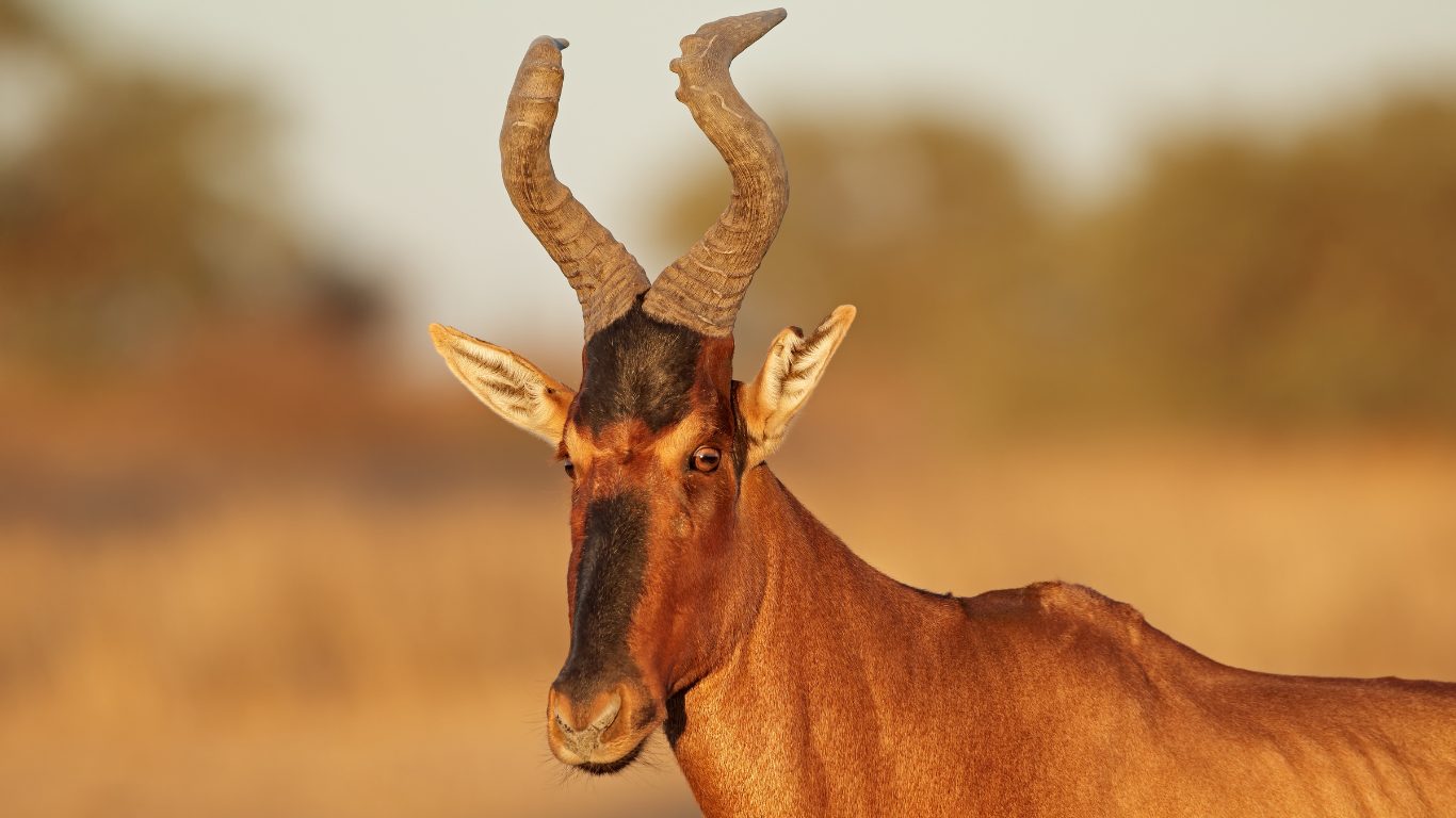 Grazing and Movement