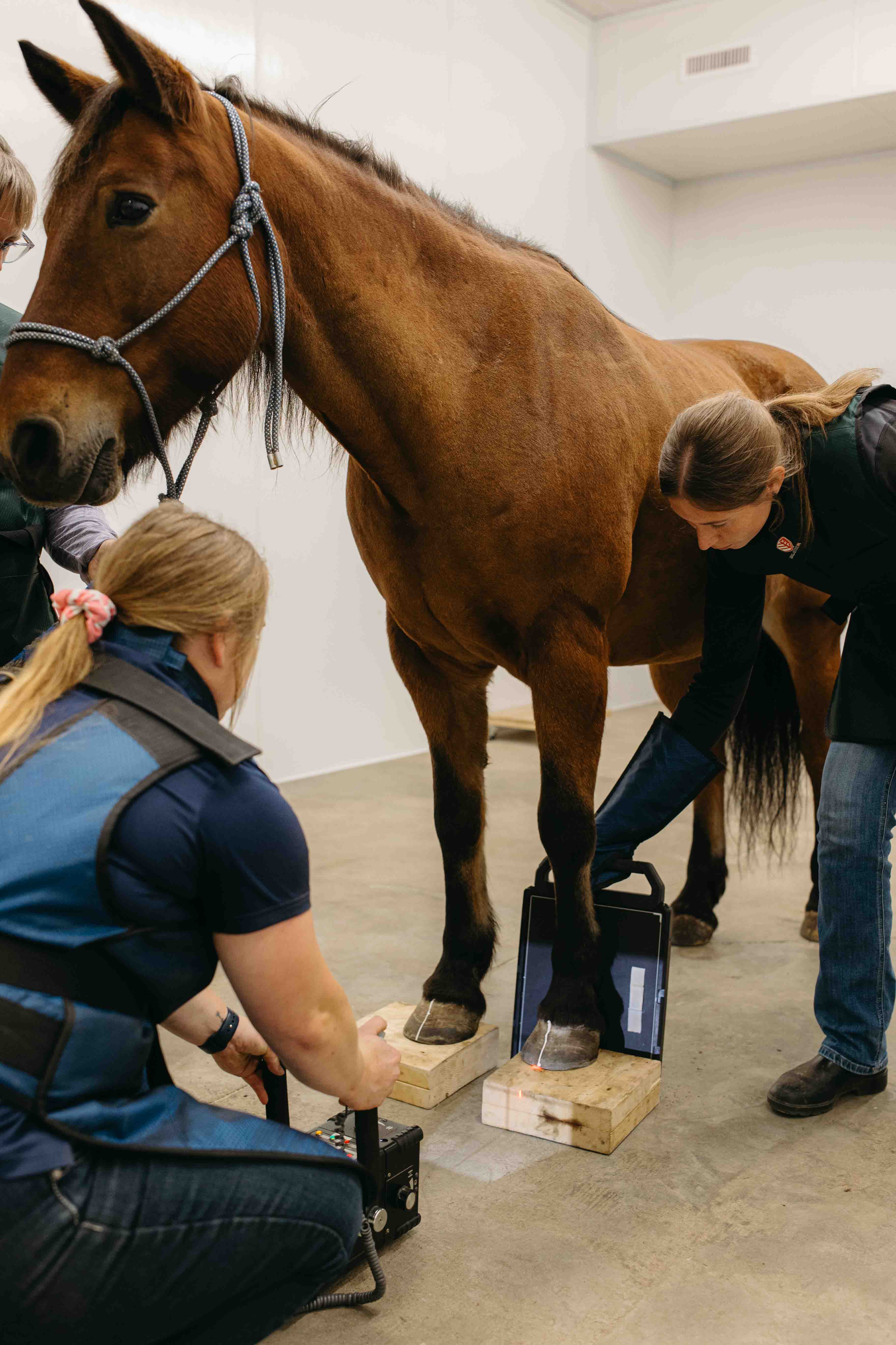 Staff at Rhythm administer a farrier radiograph on a horse