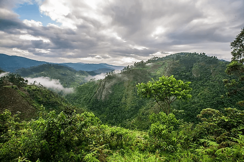 Tree covered hills with gray clouds above.