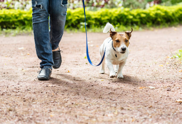 A young puppy walking outdoors to improve his physical health