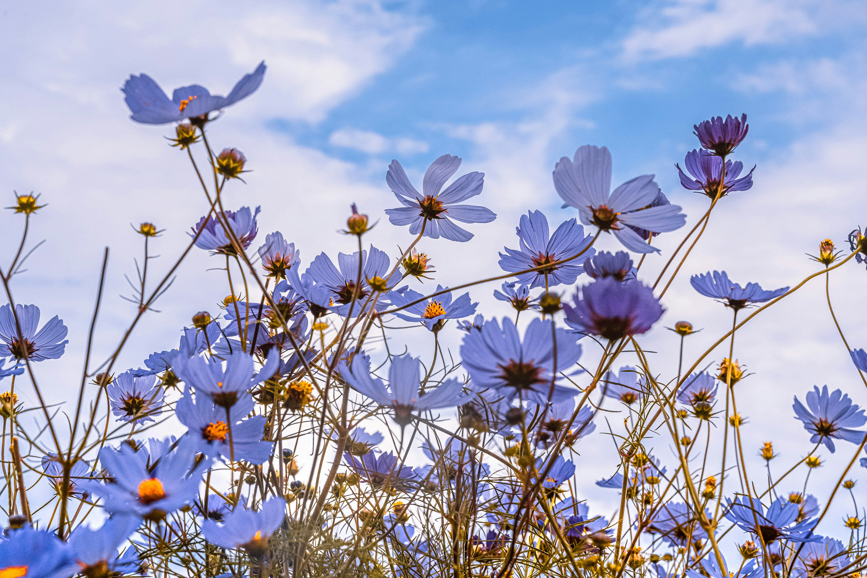white and pink flowers under blue sky during daytime