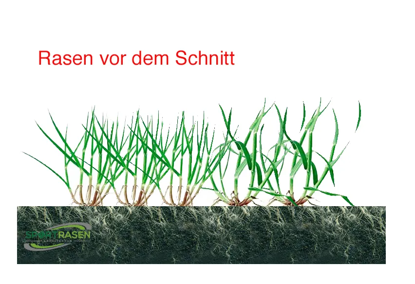 Platz 2: zu tiefes Mähen