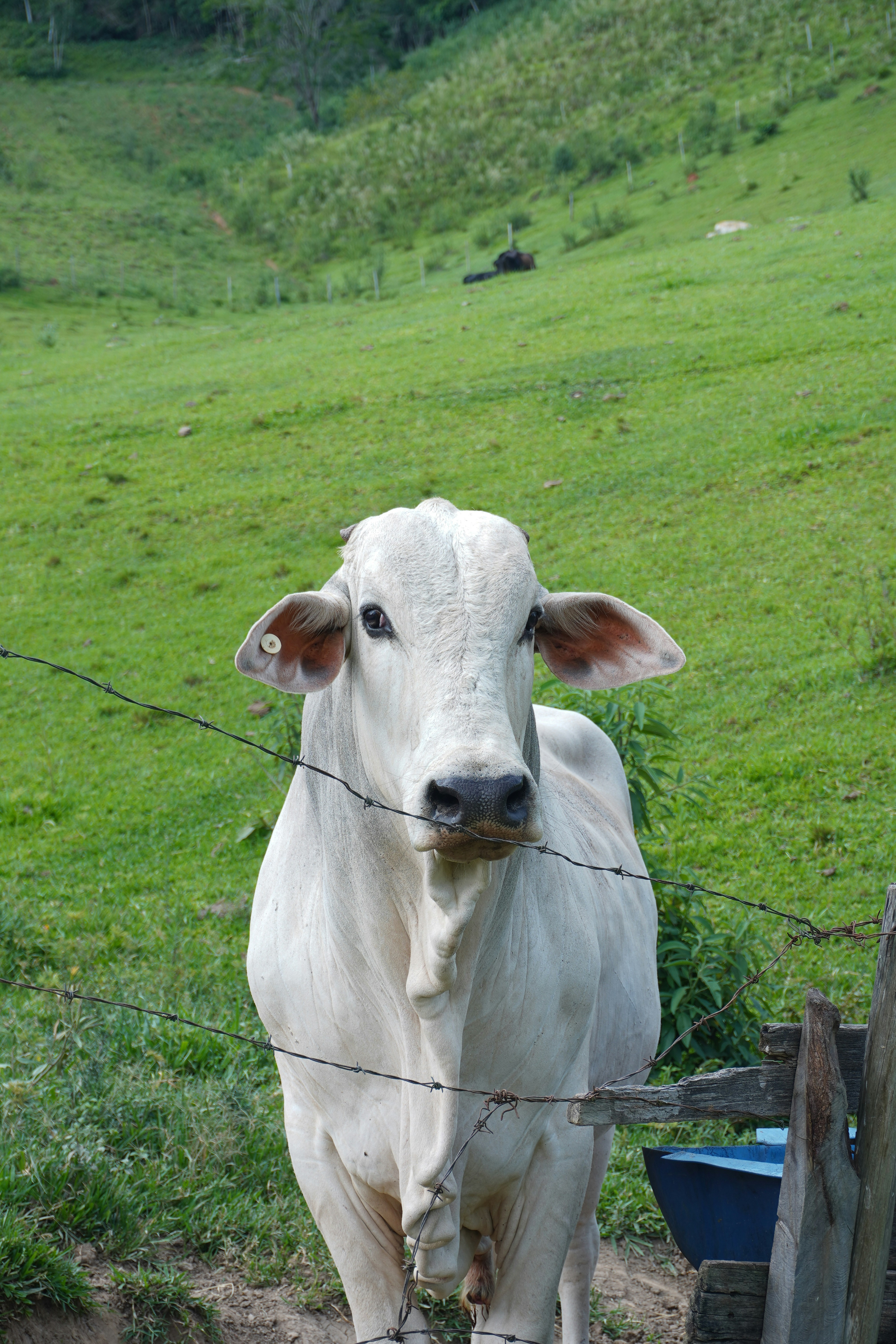 A white cow stands behind a barbed wire fence.