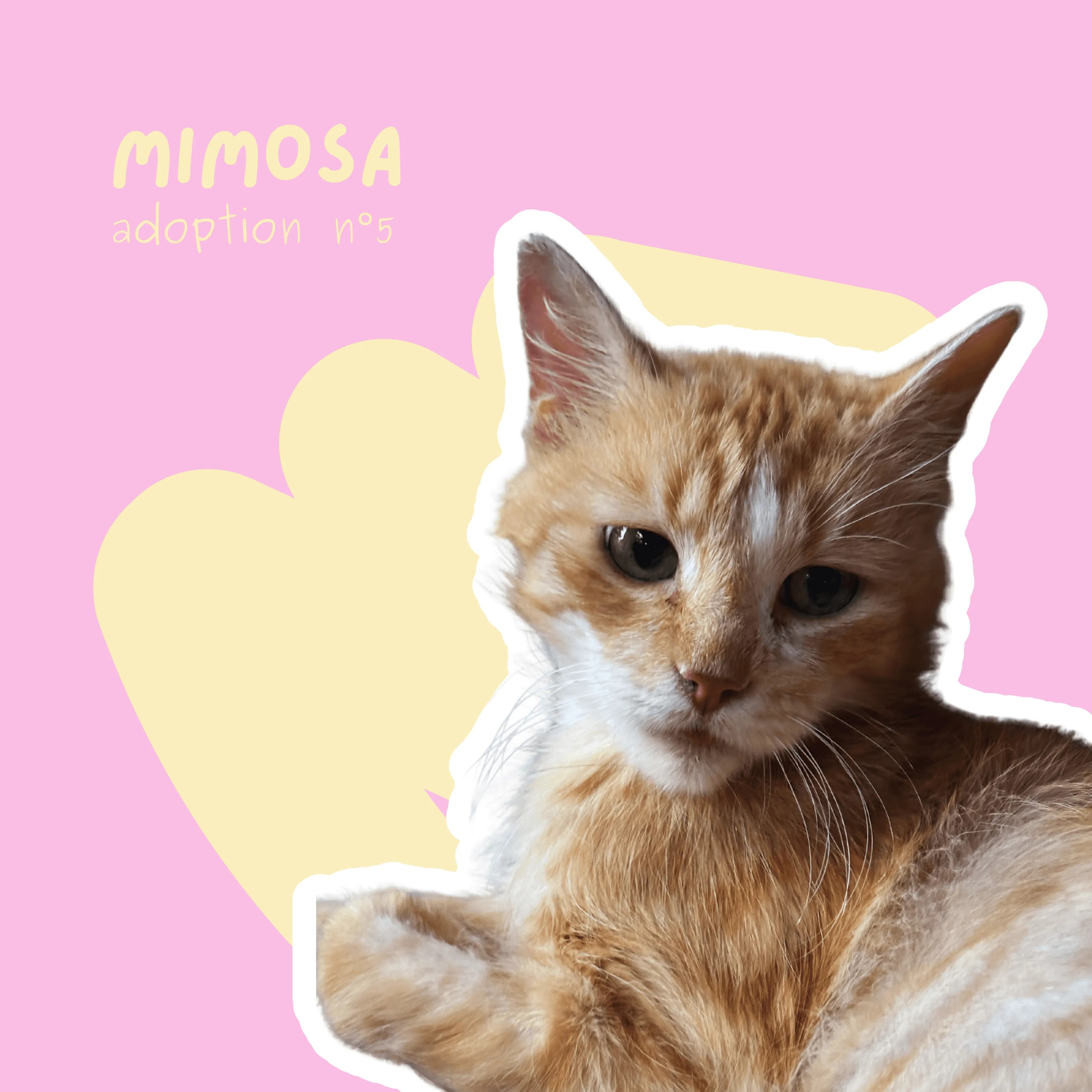 chat-mimosa