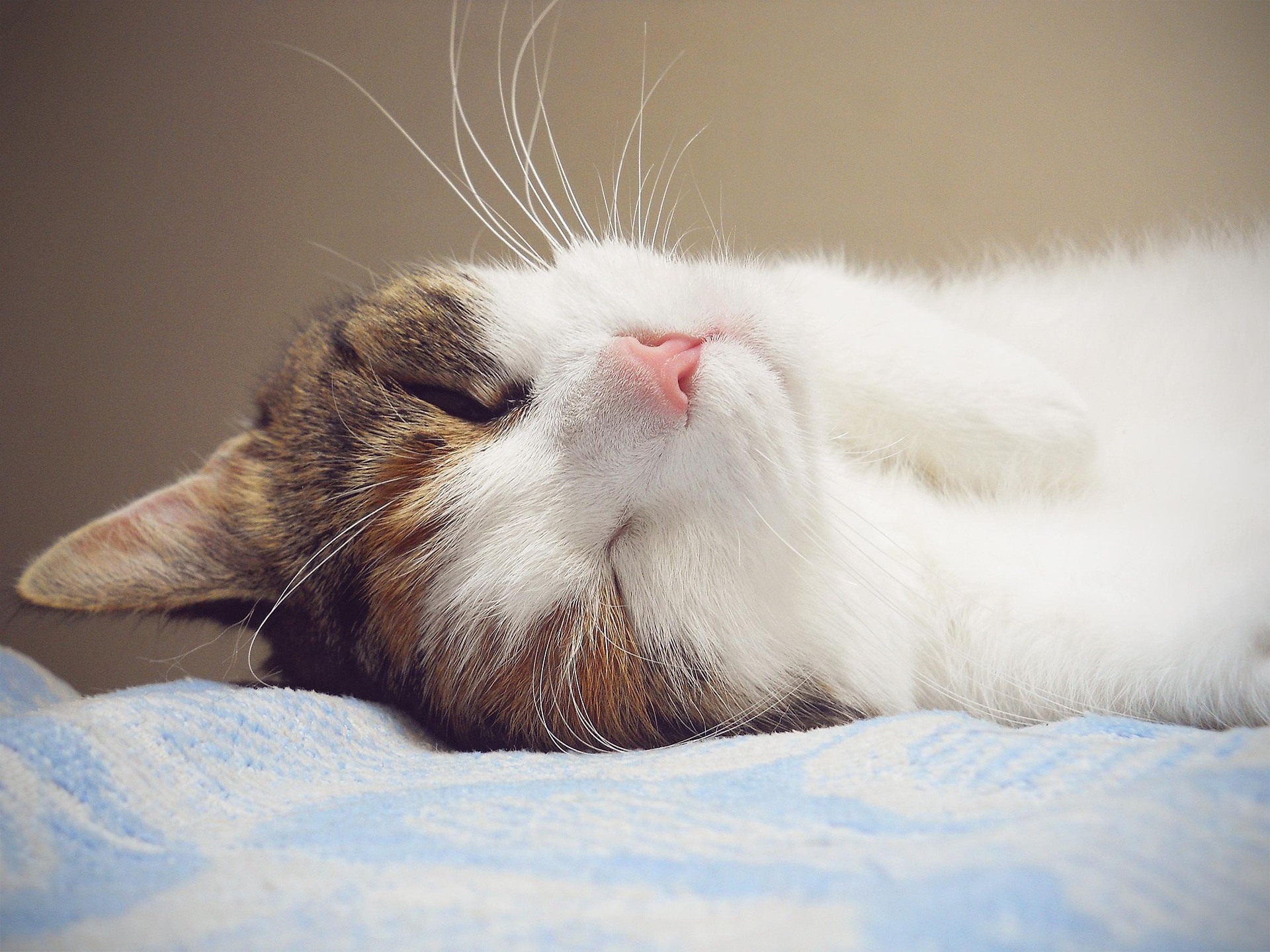 A cat is comfortably resting on a blue and white bed.