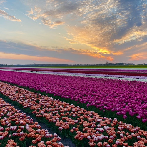 Polja tulipana u suton