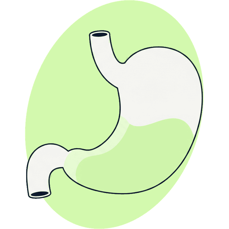 Illustration des Bauchraums