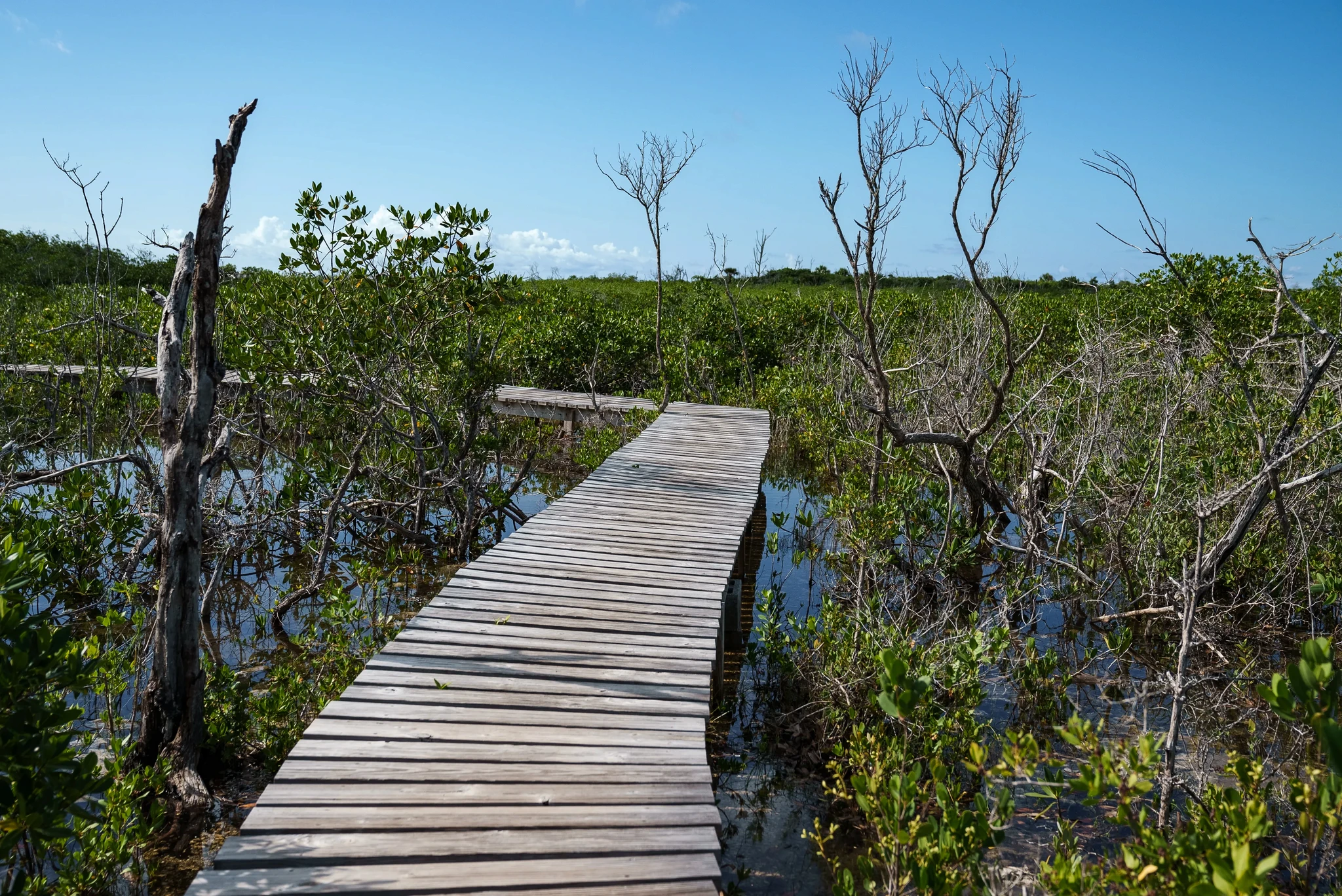 A wooden boardwalk winds through a wetland area with sparse, leafless trees and green shrubbery under a clear blue sky.