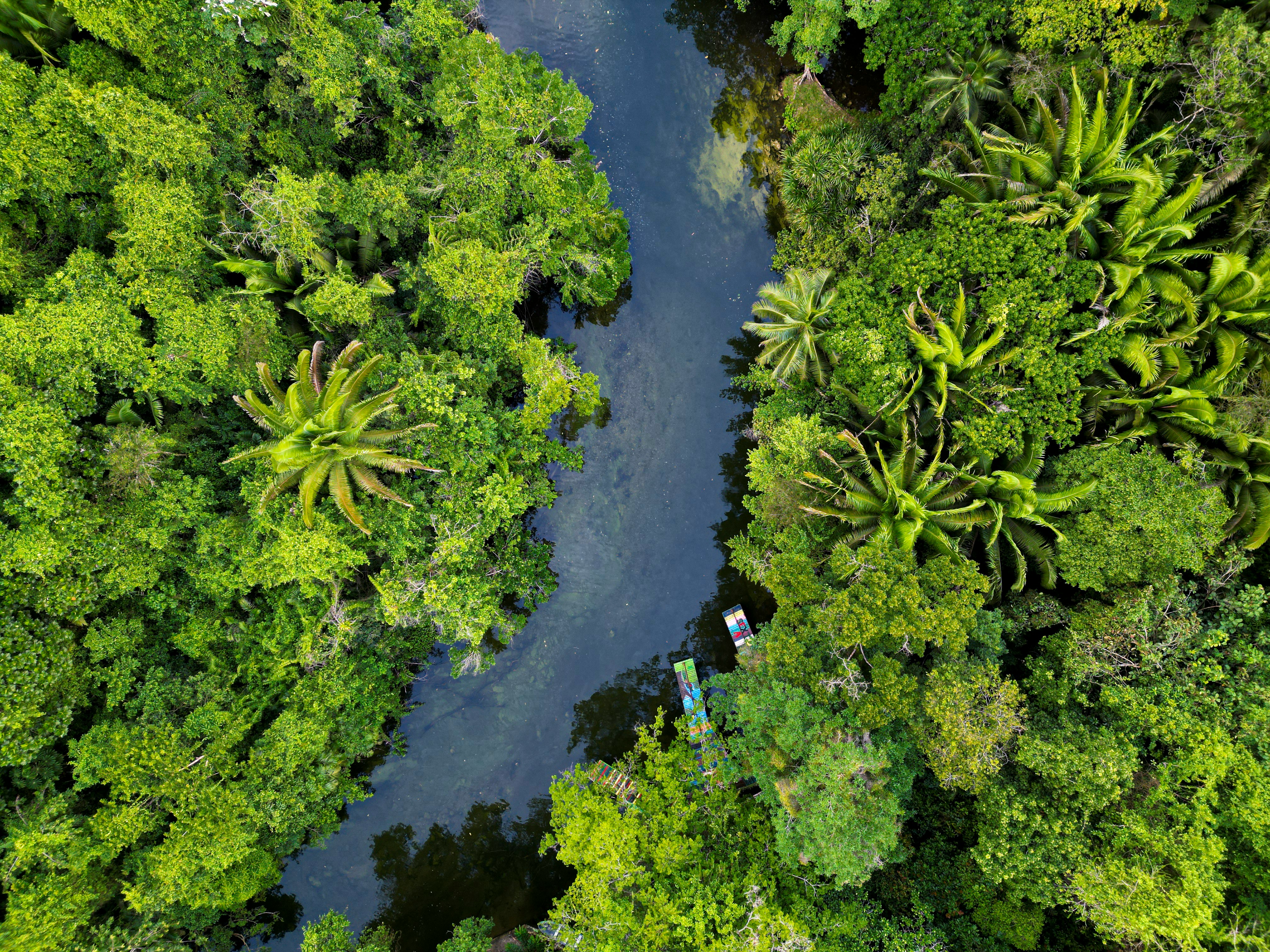 a river running through a lush green forest
