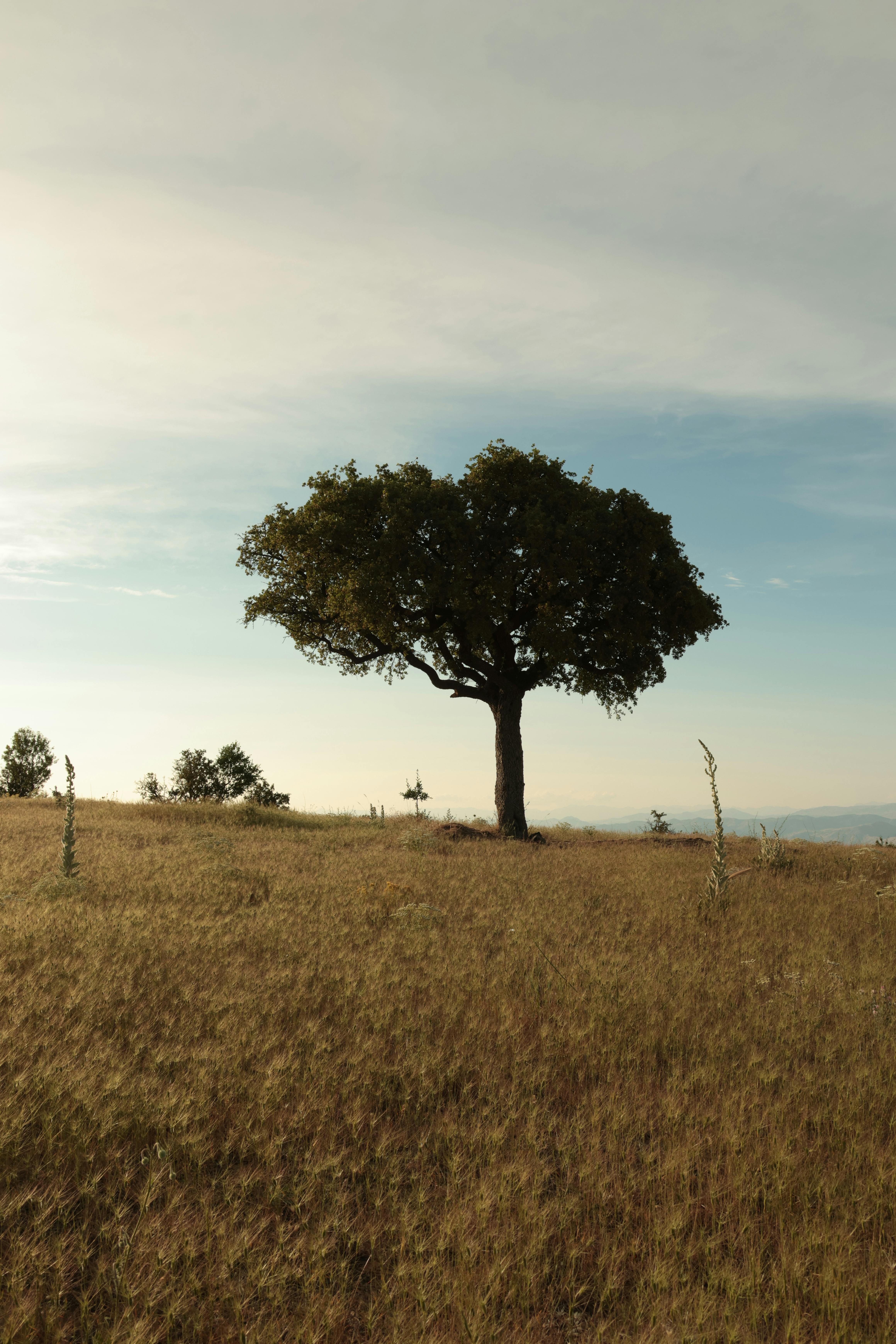 Rural countryside