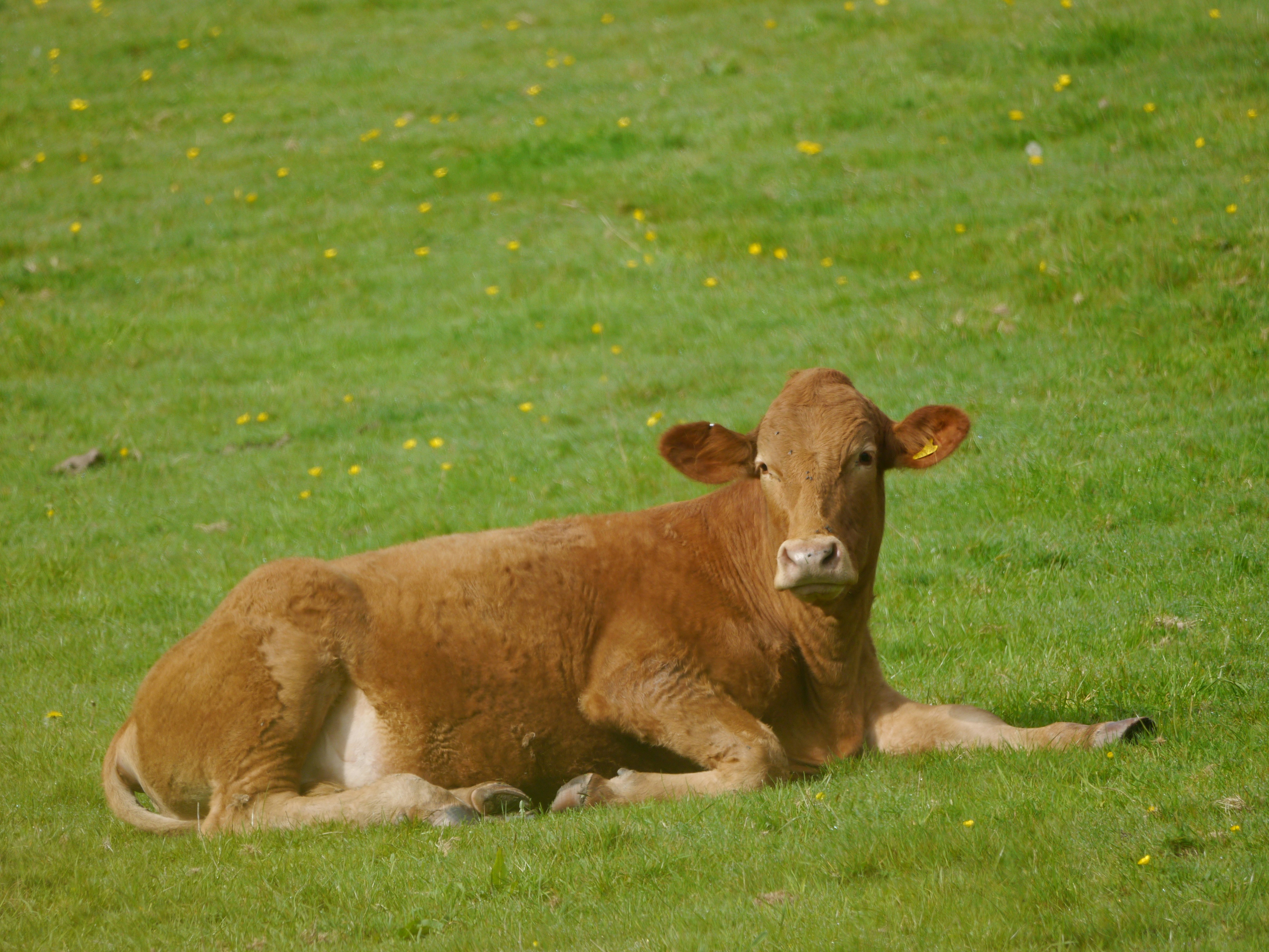 Cetosis bovina