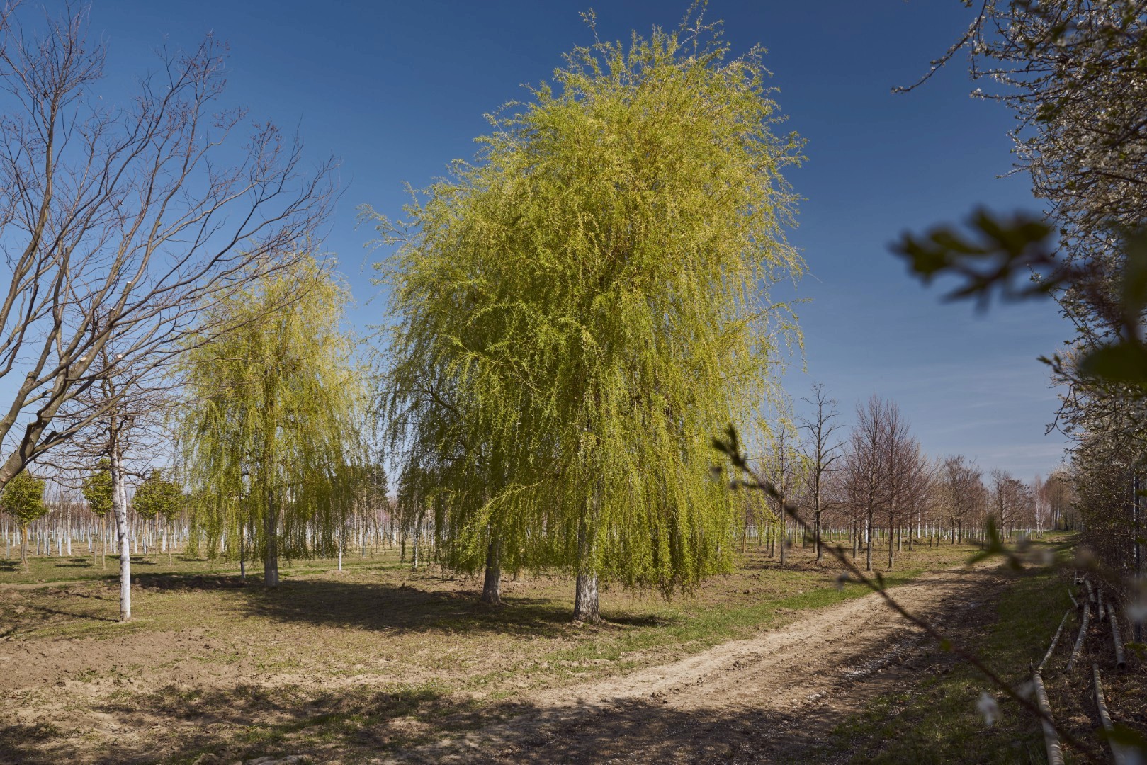 Salix alba ‘Tristis’ mit breiter Krone und langen, herabhängenden Zweigen mit frischem, hellgrünem Laub.