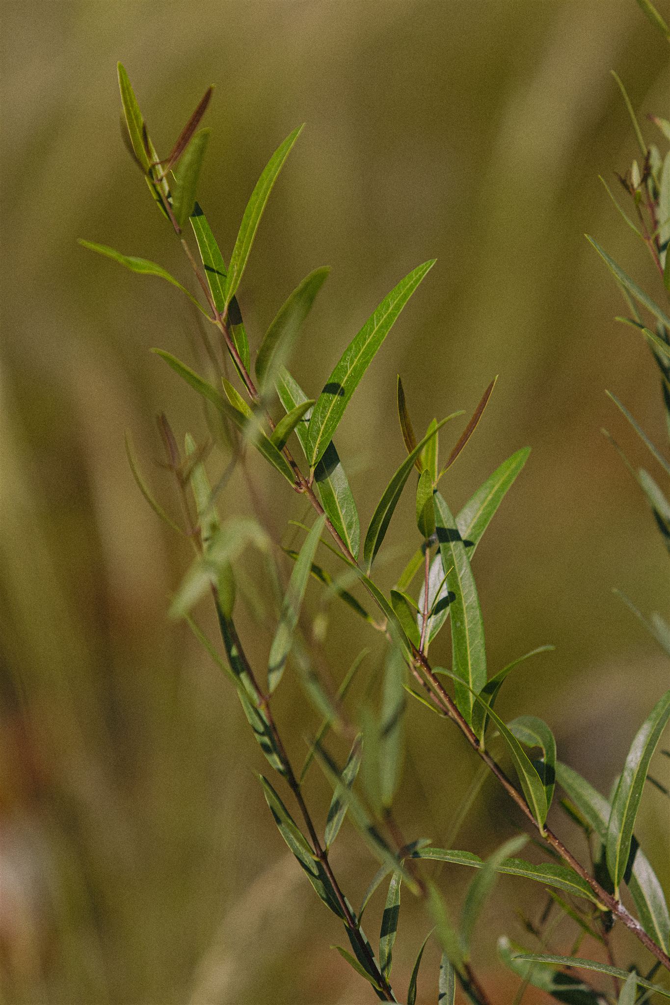 Phillyrea angustifolia Eiviss Garden