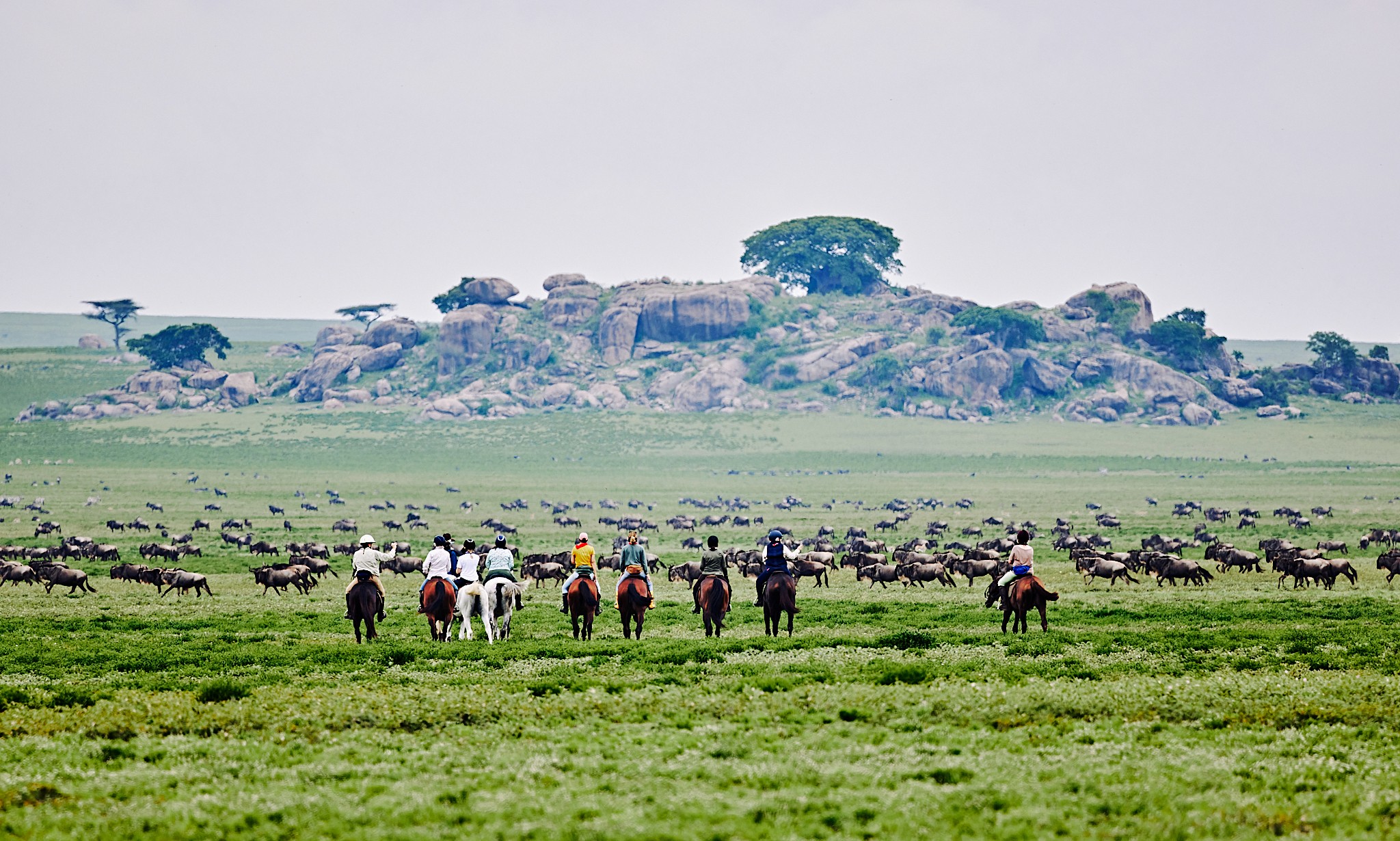 Grupp av ryttare på ridresa i Afrika galopperar över Serengetis vidsträckta slätter medan damm och gnuhjordar rör sig över horisonten under the great migration.
