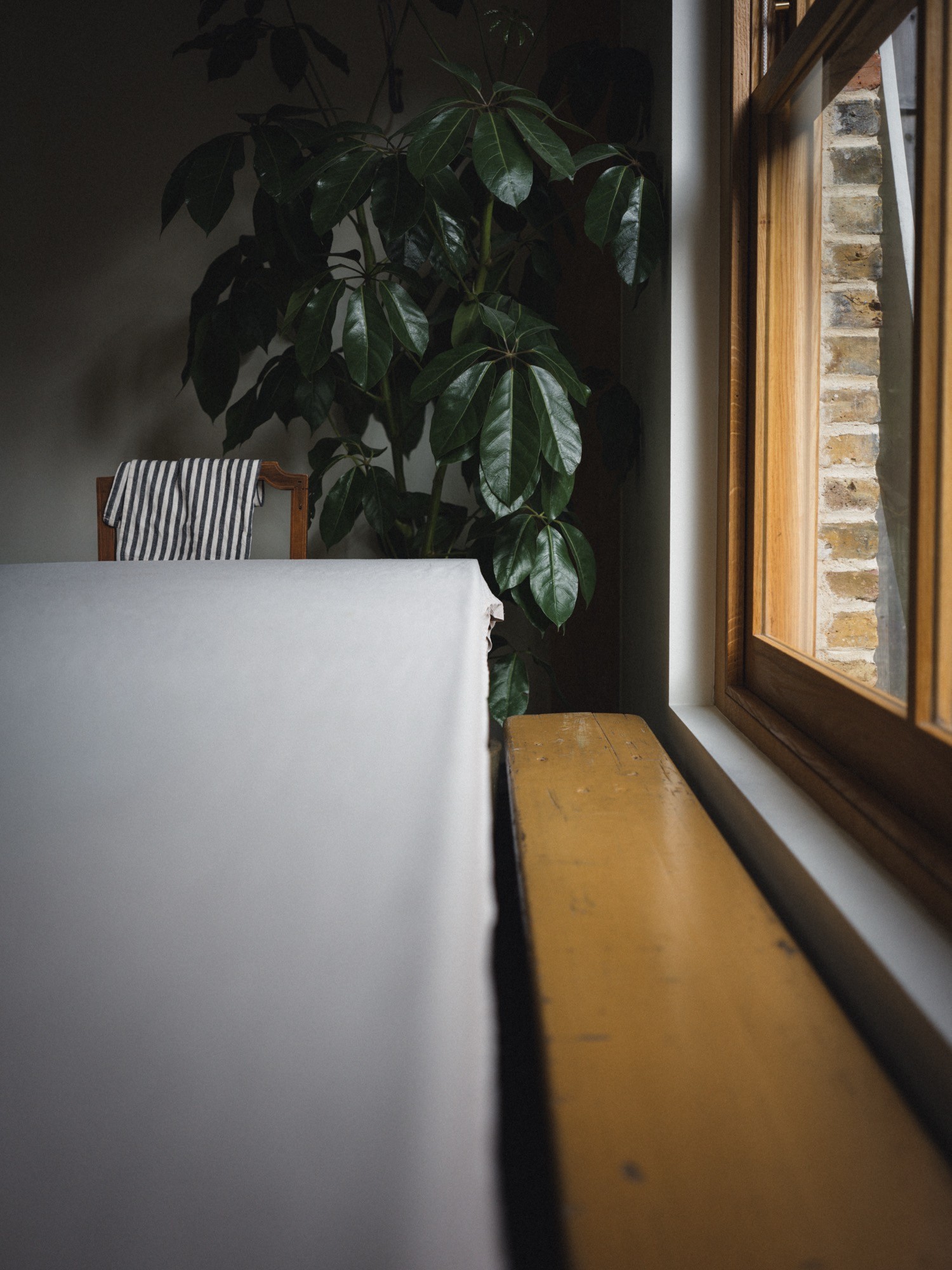 Minimal interior corner with timber window detail and indoor planting