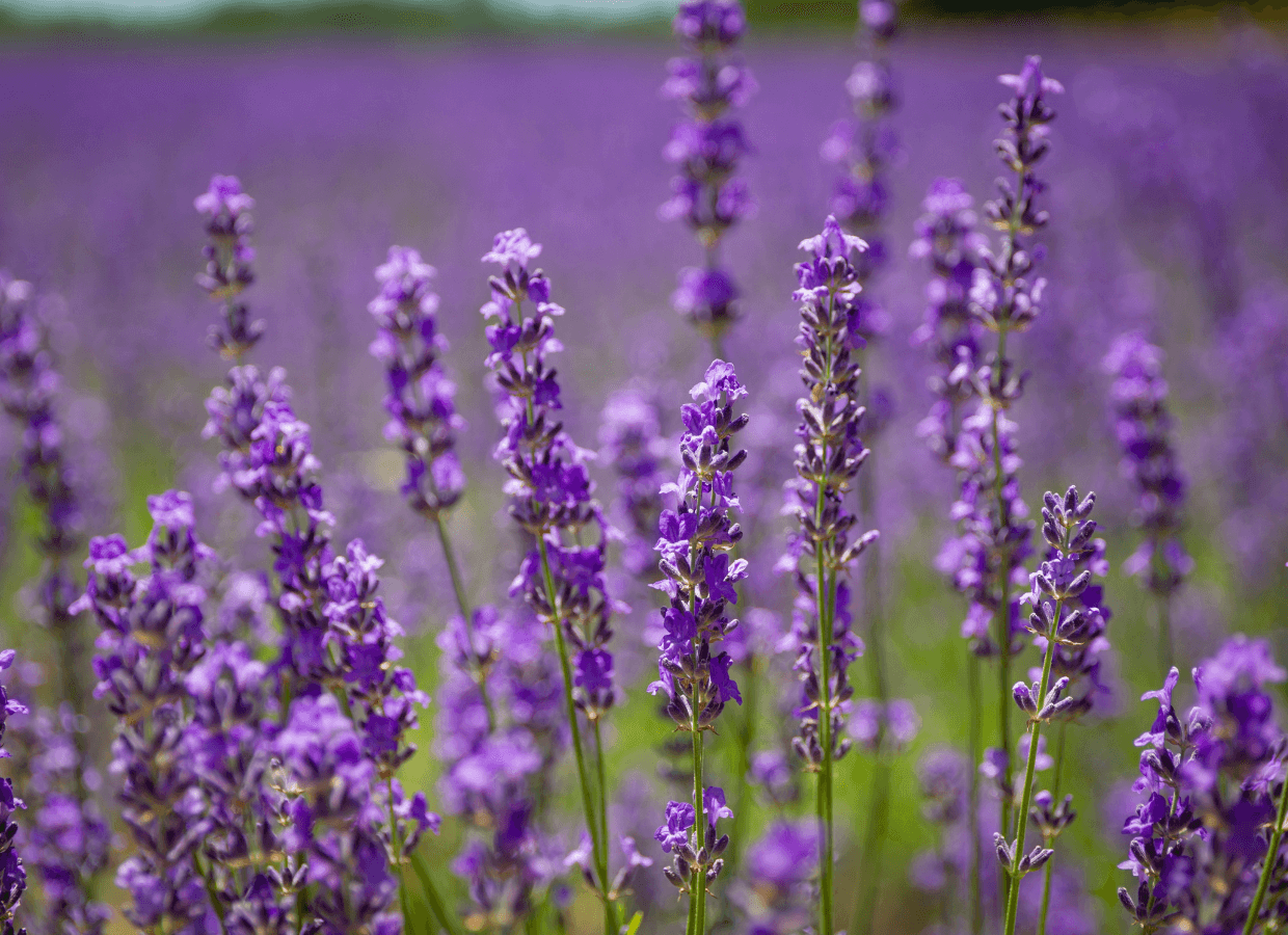 Plant selection for a summer garden
