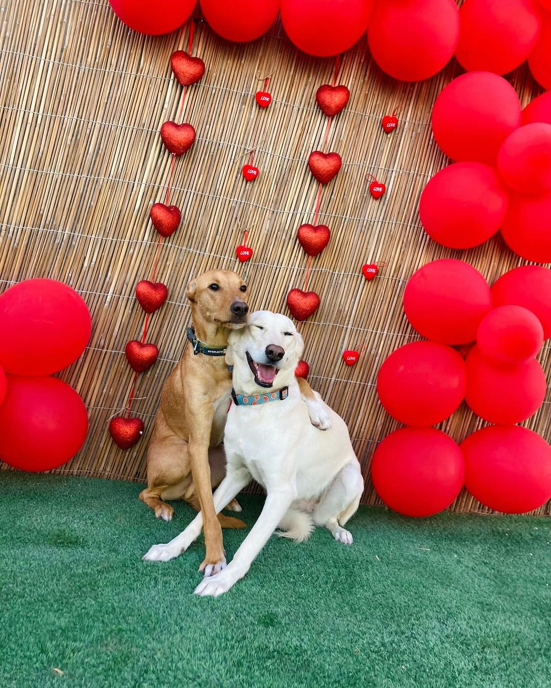 Two happy dogs hugging at a dog hotel Dubai, decorated with red balloons and heart ornaments for a festive celebration.