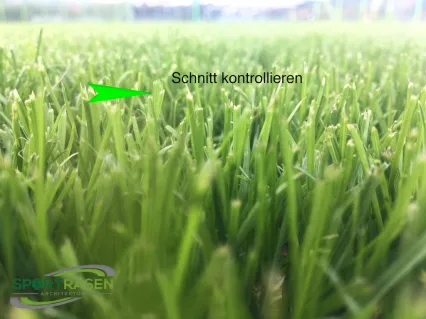 Platz 7: unregelmässiger Rasenschnitt