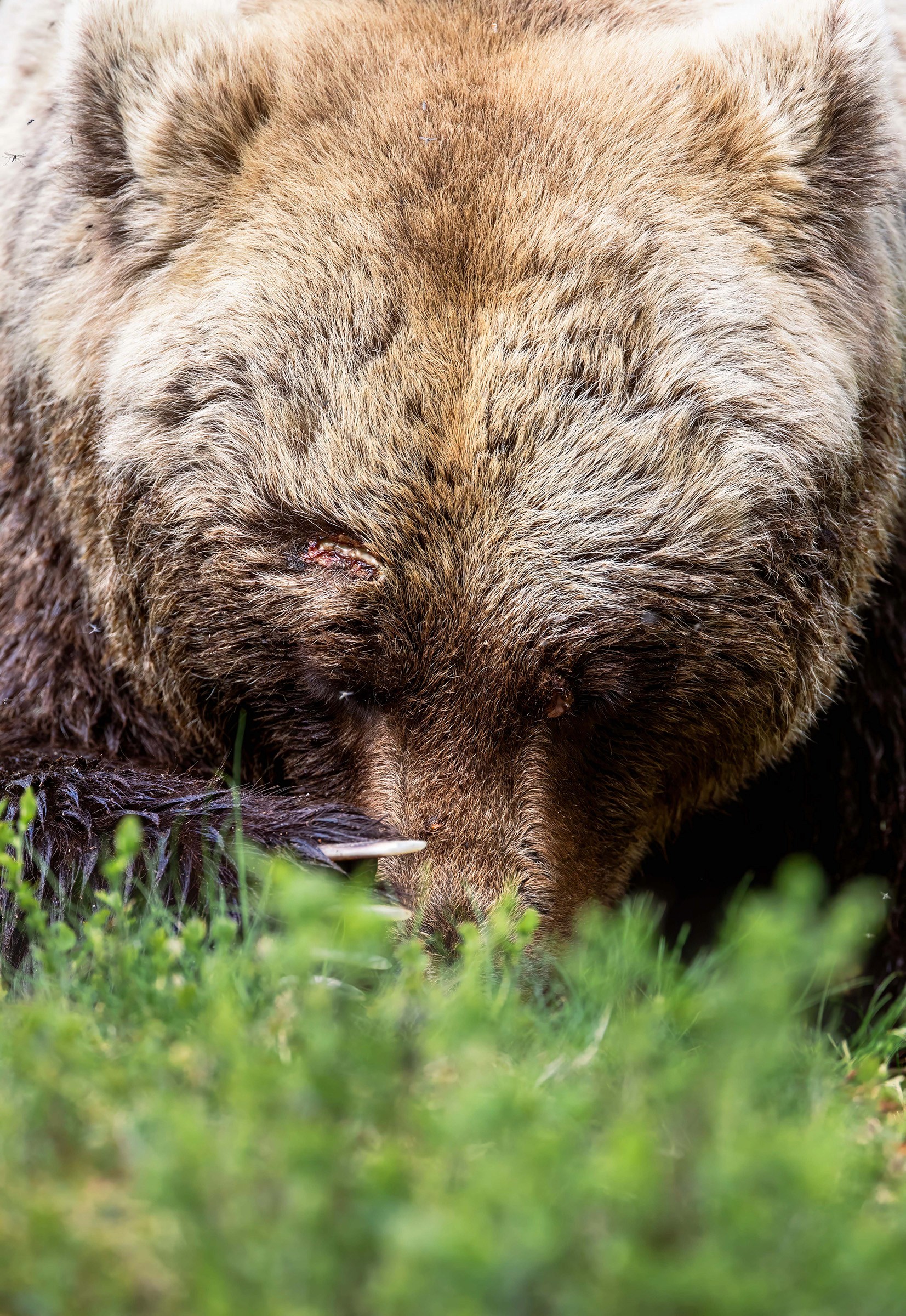 Brown Bear, Finland 2019
