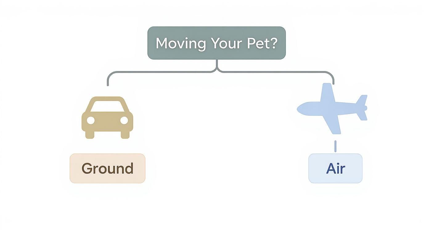 Infographic about transport pet across country