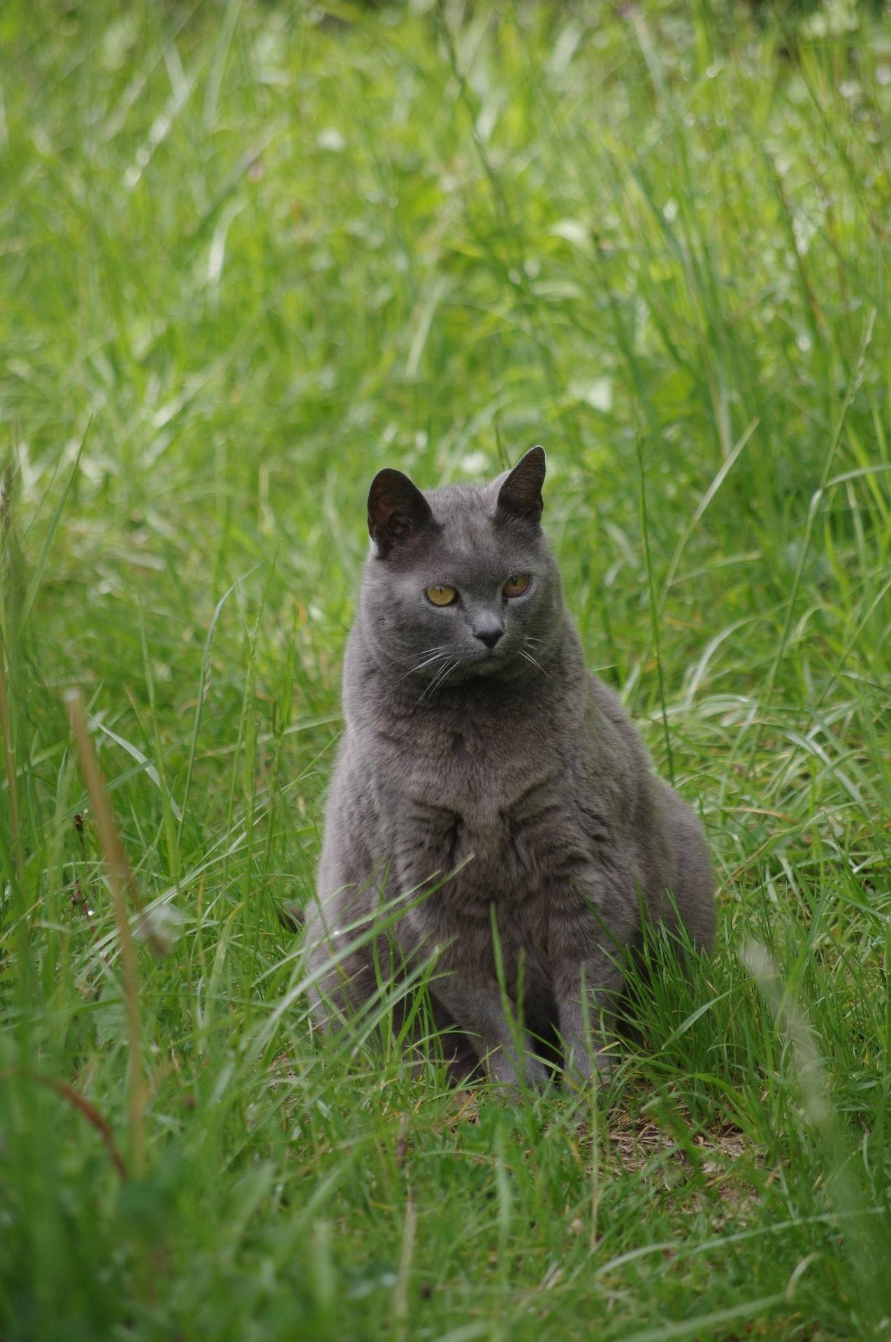 Chartreux Breed History