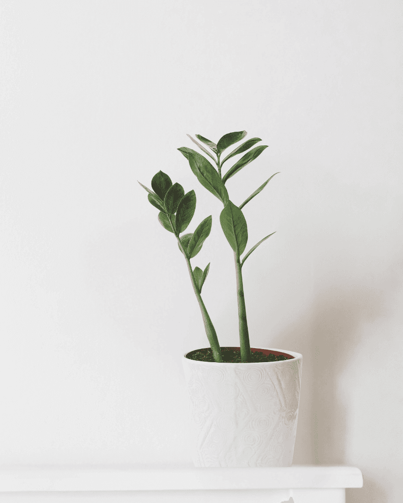 Emerald Sky Palm in a stone pot.
