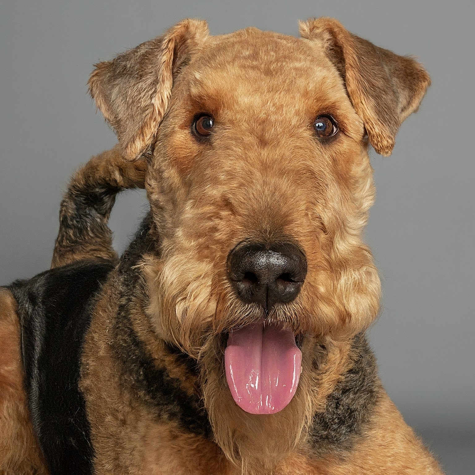 BUDDYUNO, Airedale Terrier