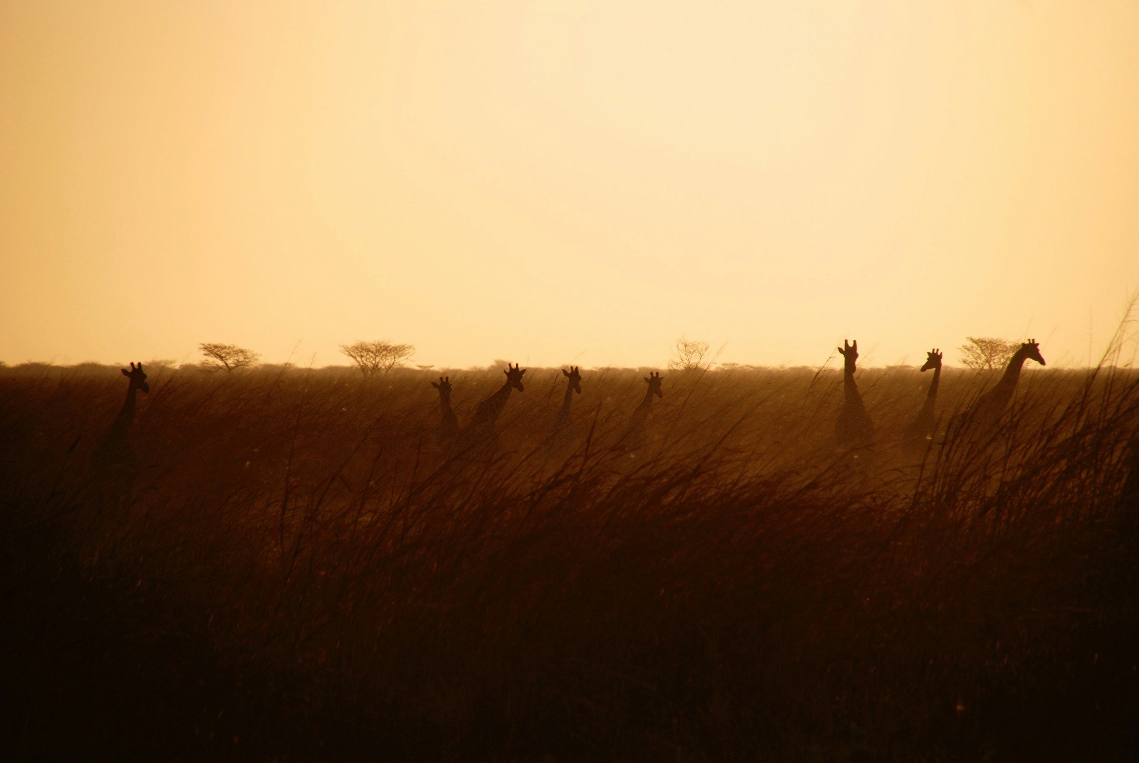 Silhouettes of giraffes in savannah