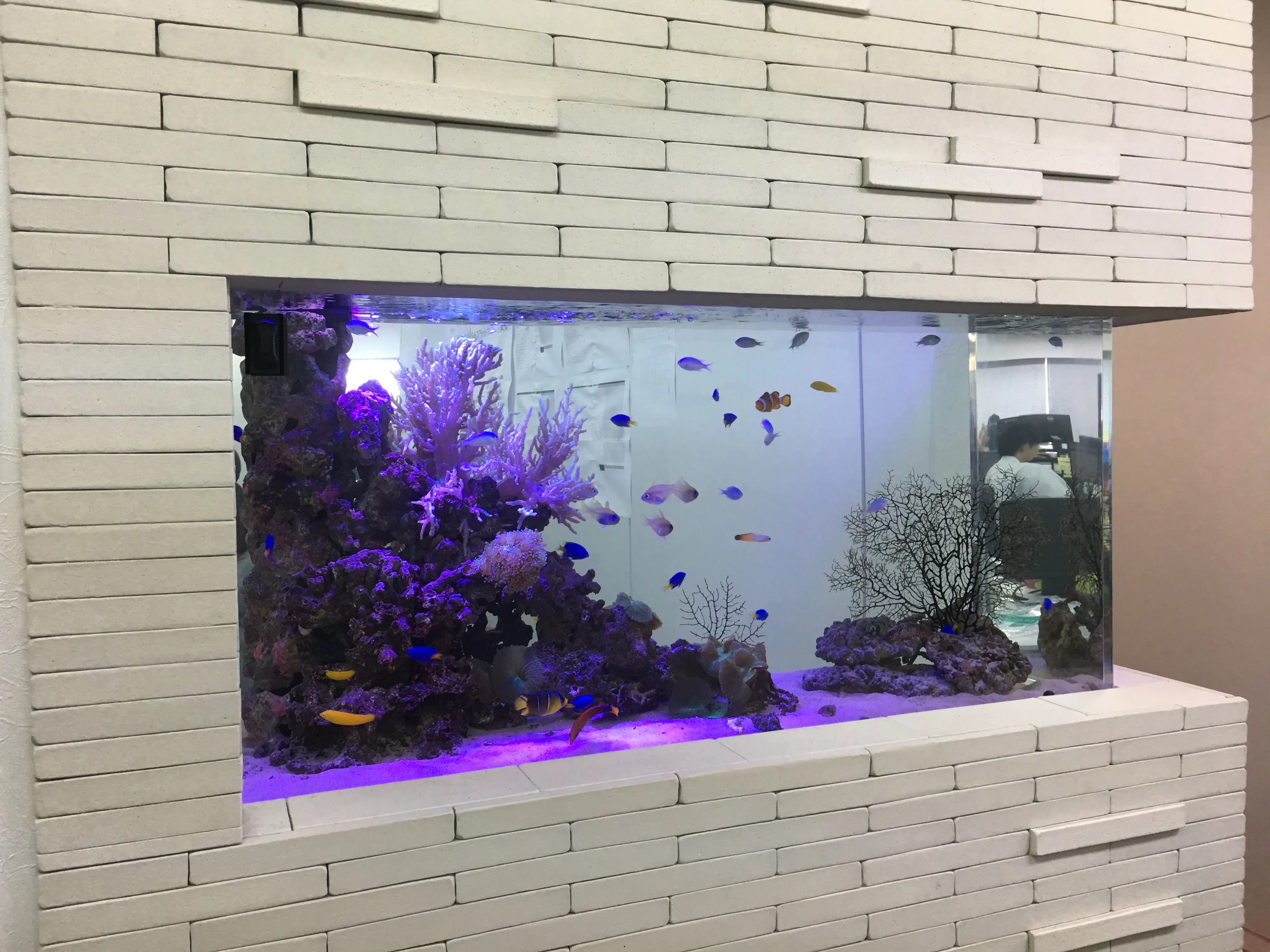 白いレンガ調の壁に埋め込まれた横長水槽の中で、カラフルな熱帯魚とサンゴが泳いでいる
