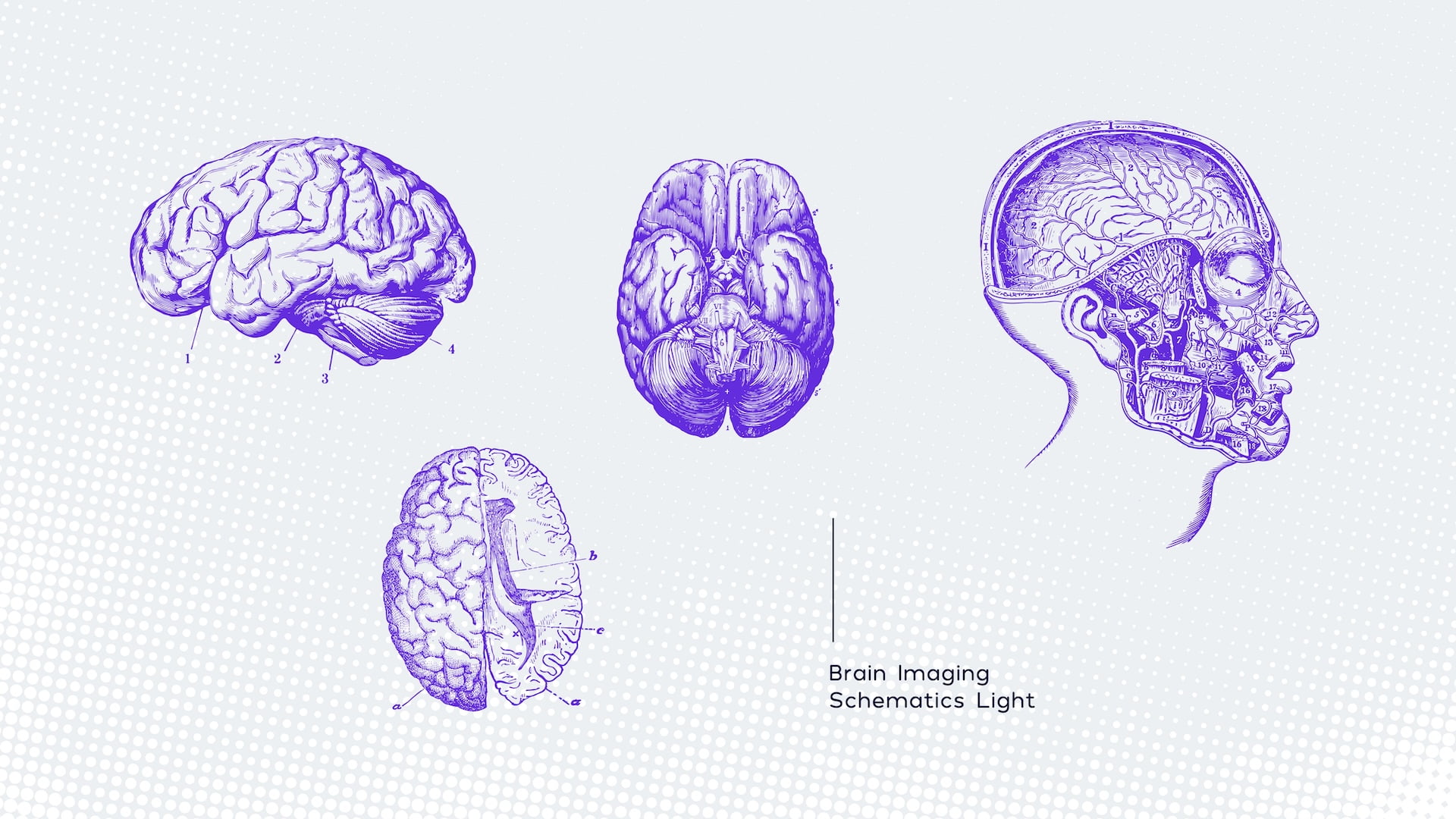 Neurolix AI brain imaging schematics artwork showing four purple anatomical brain illustrations on light gray background: lateral view, inferior view, sagittal cross-section with skull, and brain hemisphere diagram for light mode brand applications.
